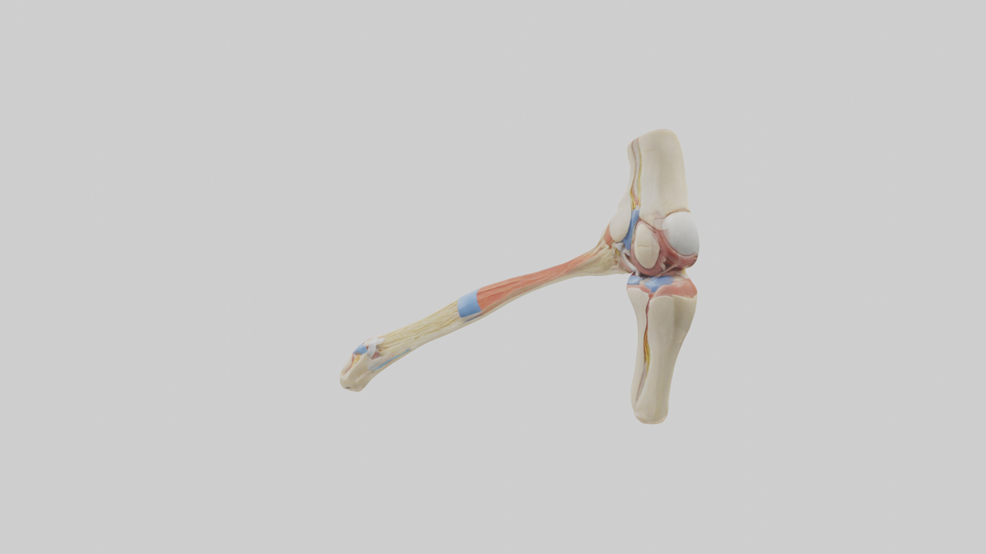 Human Patellar Tendon Model Low-poly 3D model_10