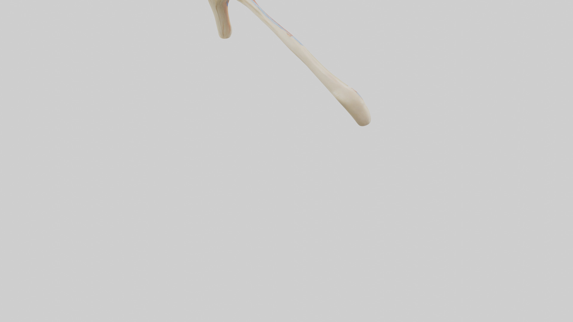 Human Patellar Tendon Model Low-poly 3D model_4