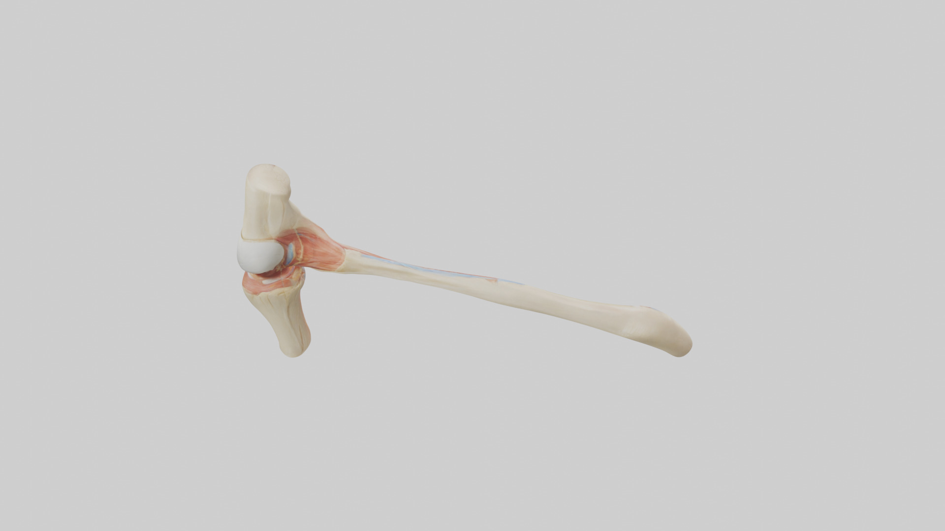Human Patellar Tendon Model Low-poly 3D model_15