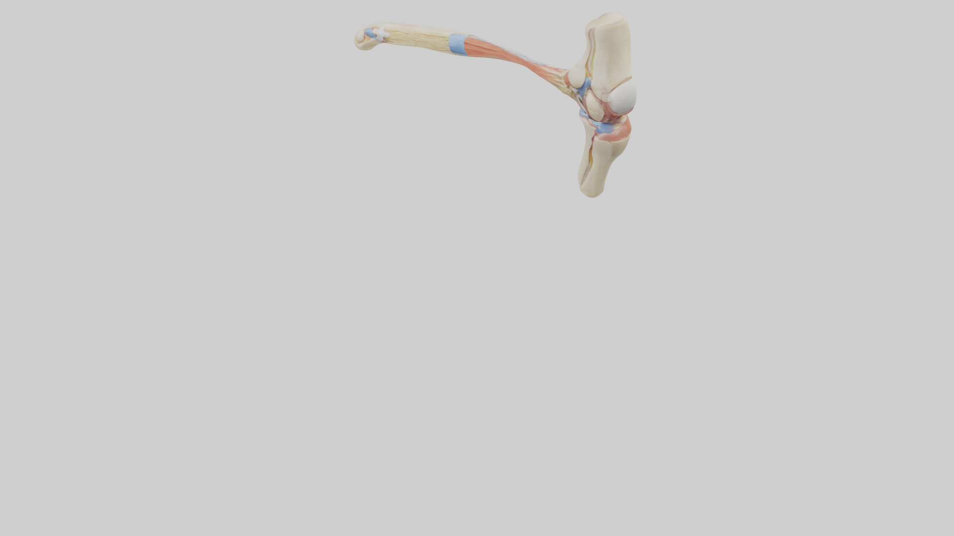 Human Patellar Tendon Model Low-poly 3D model_5
