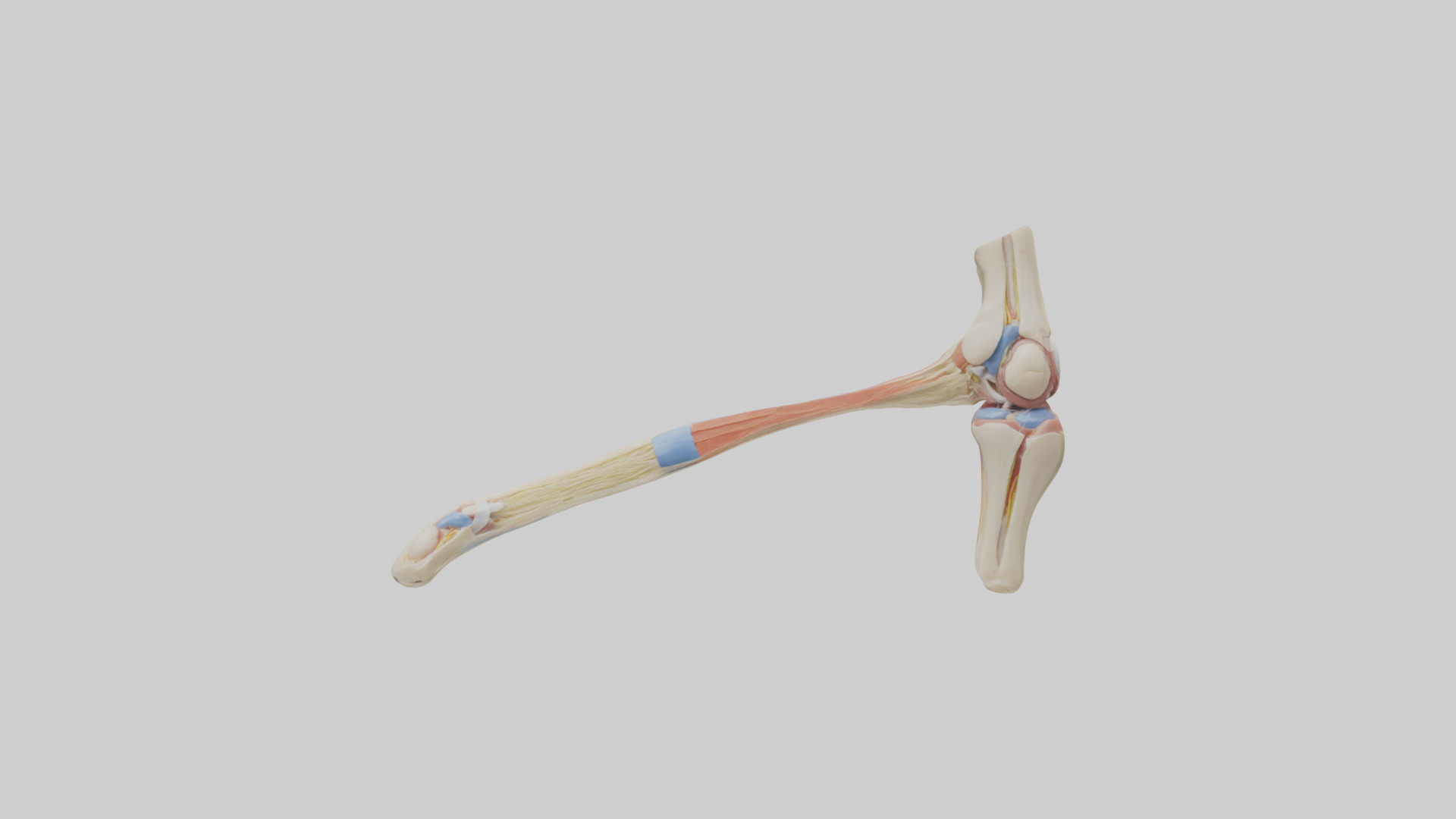 Human Patellar Tendon Model Low-poly 3D model_9