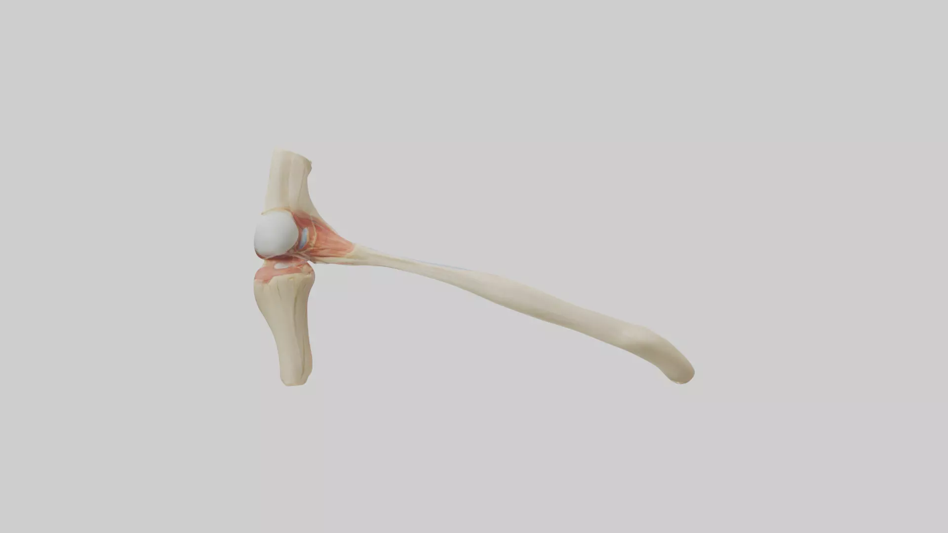 Human Patellar Tendon Model Low-poly 3D model_0