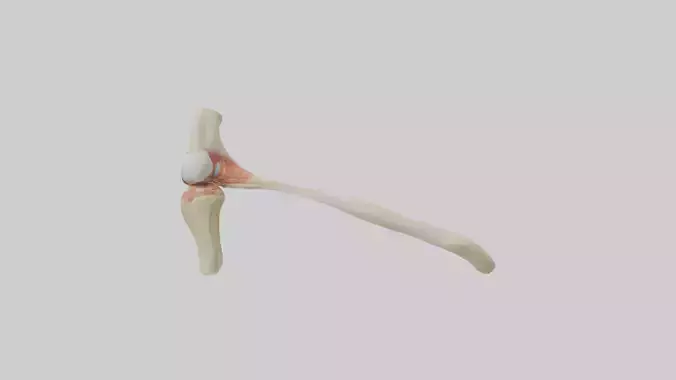 Human Patellar Tendon Model