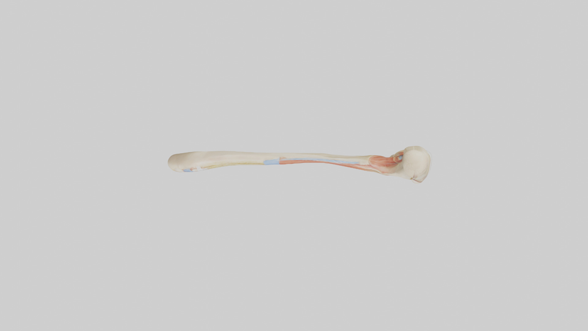 Human Patellar Tendon Model Low-poly 3D model_14