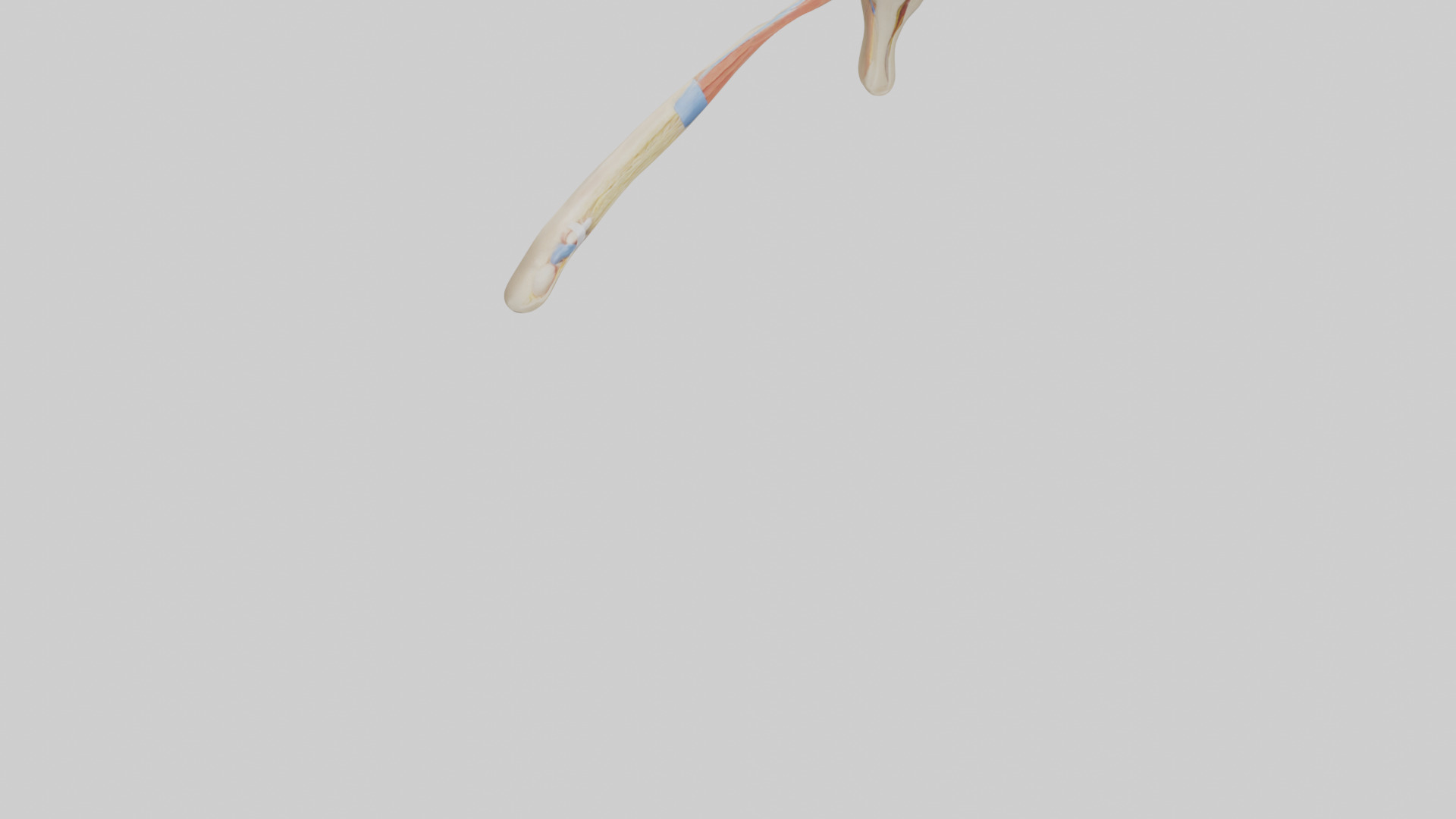 Human Patellar Tendon Model Low-poly 3D model_6