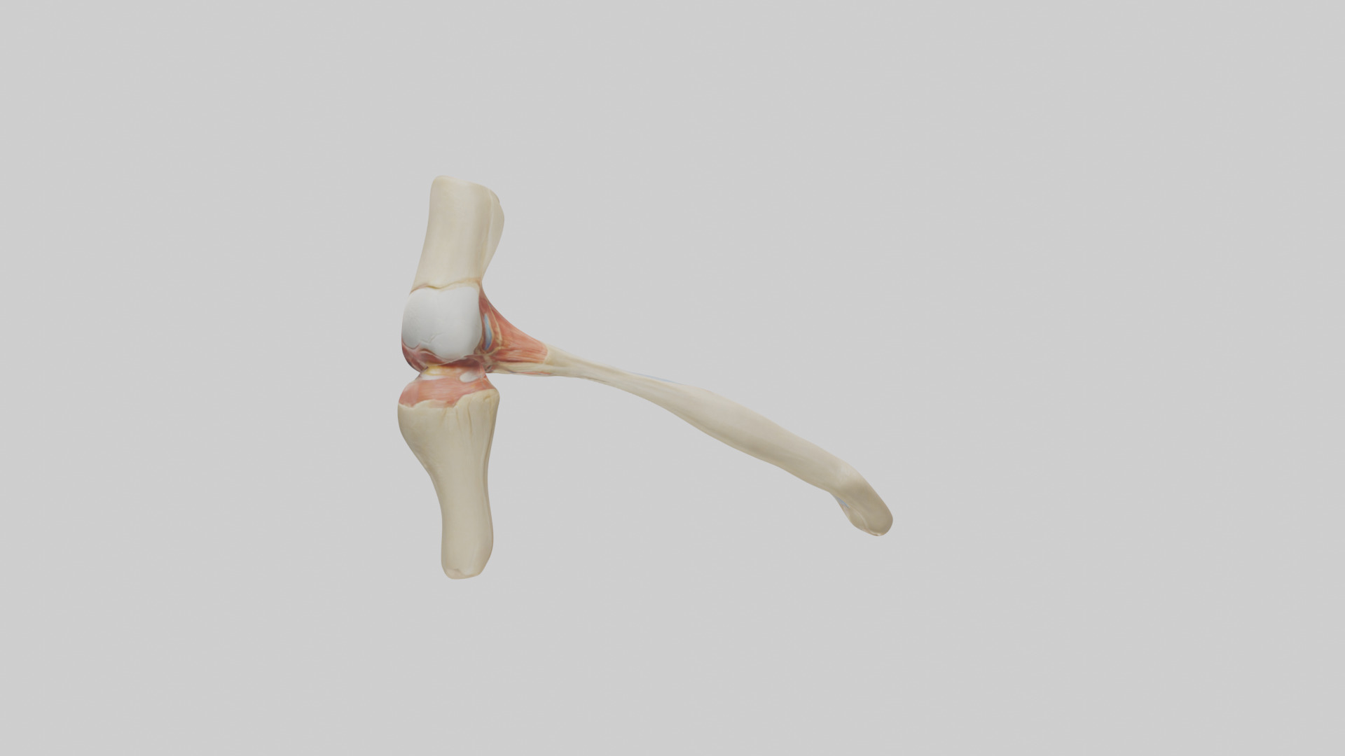 Human Patellar Tendon Model Low-poly 3D model_1