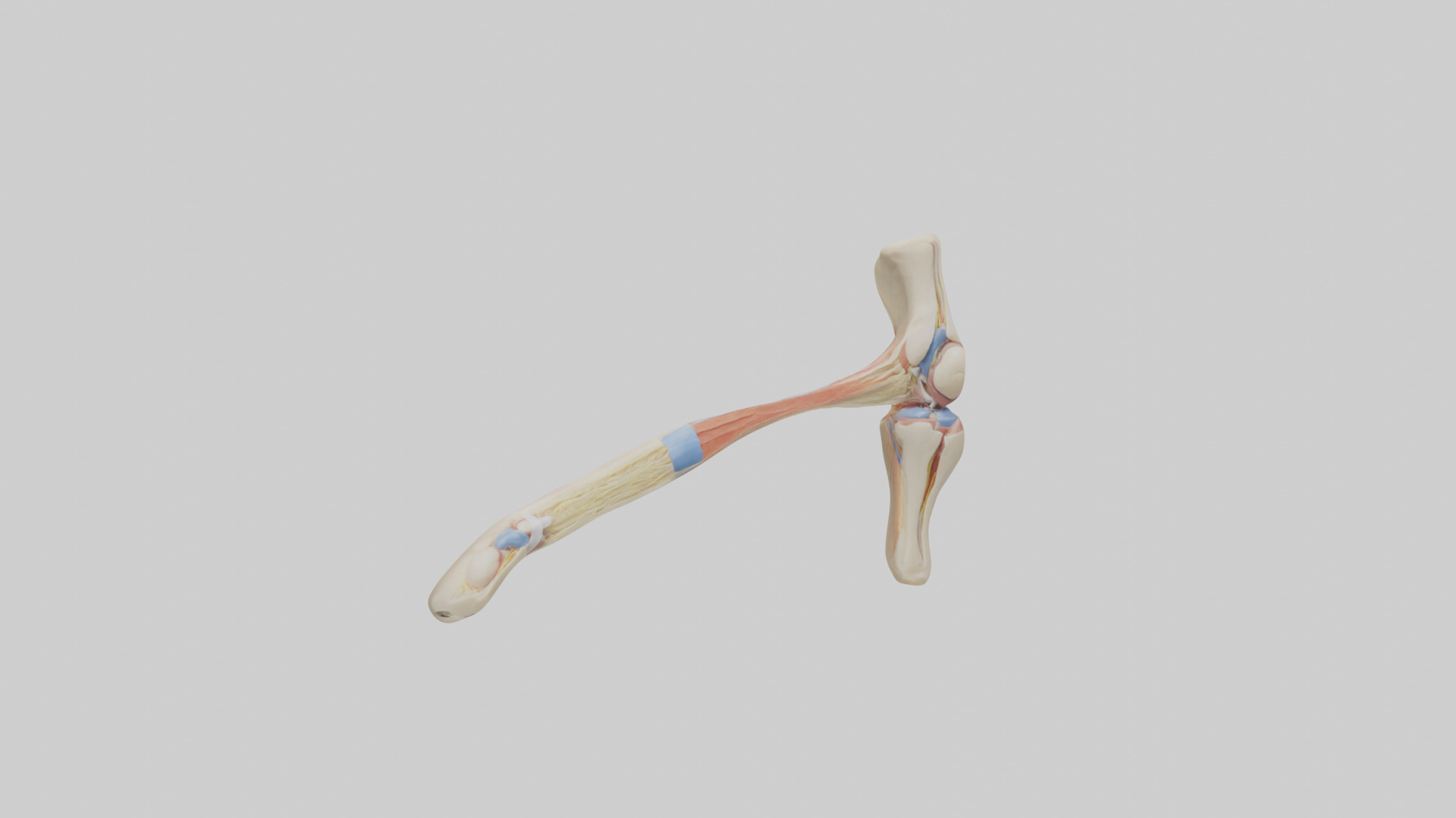 Human Patellar Tendon Model Low-poly 3D model_11