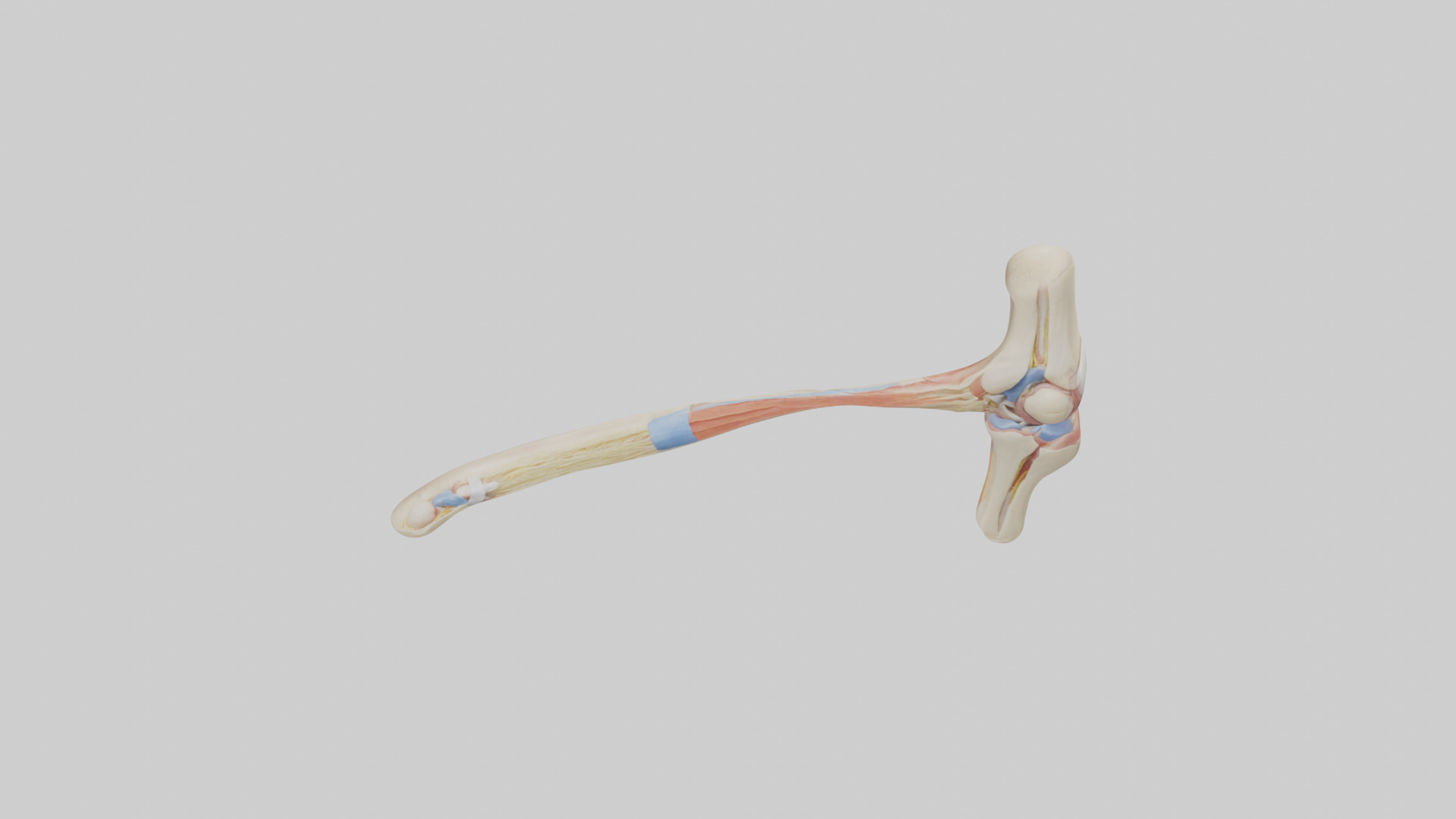 Human Patellar Tendon Model Low-poly 3D model_16