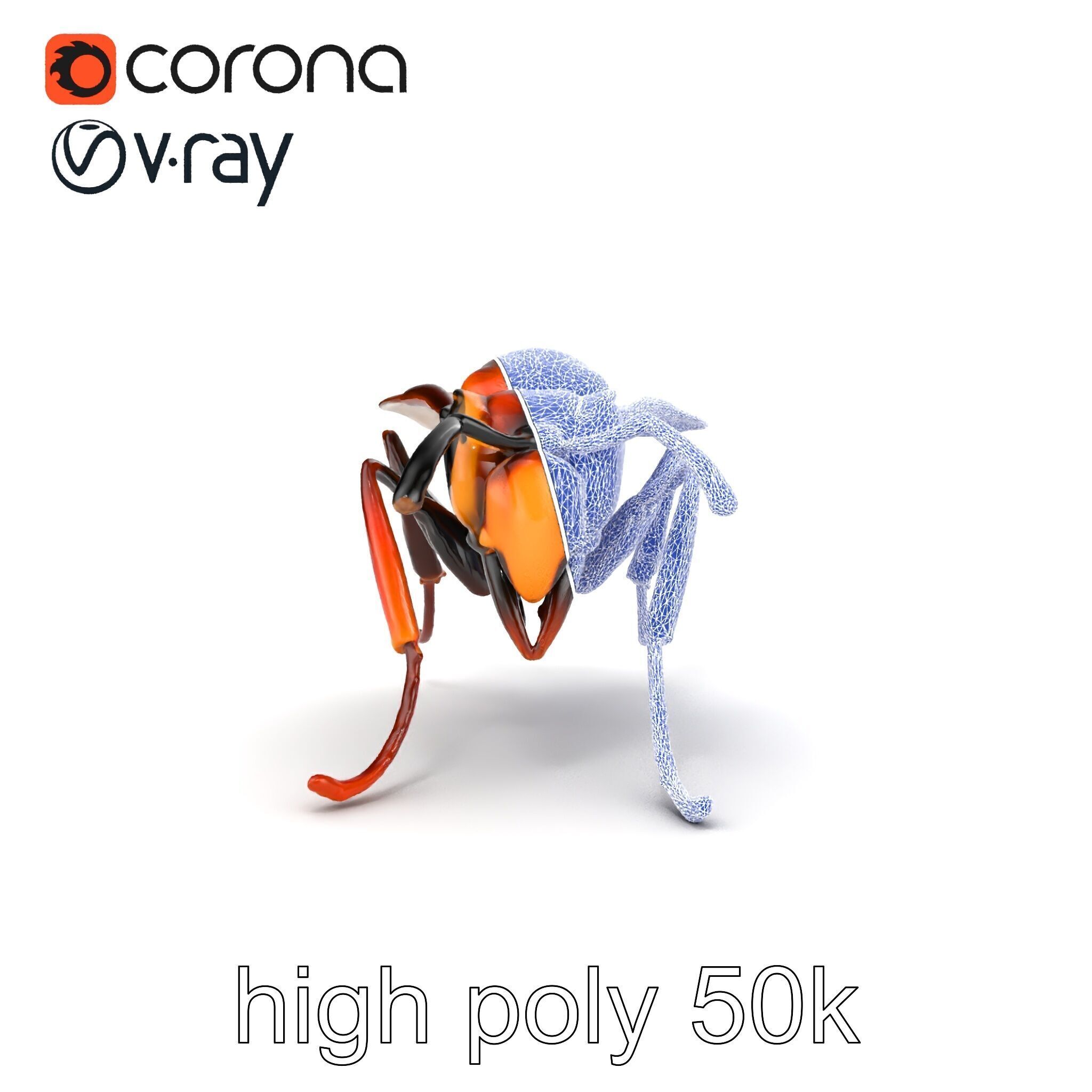 Detailed Hornet Species 3D Model Pack Low-poly 3D model_27