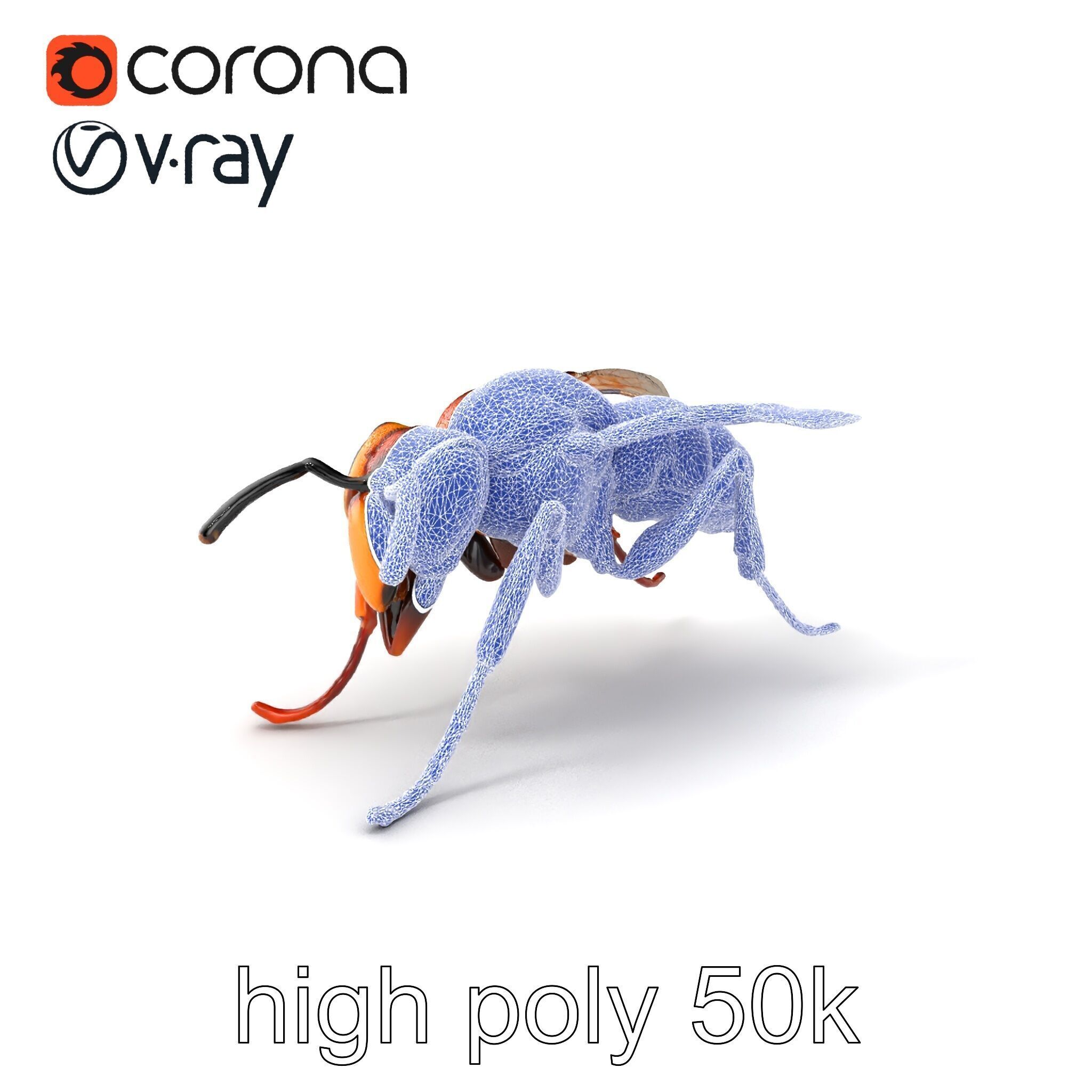 Detailed Hornet Species 3D Model Pack Low-poly 3D model_1
