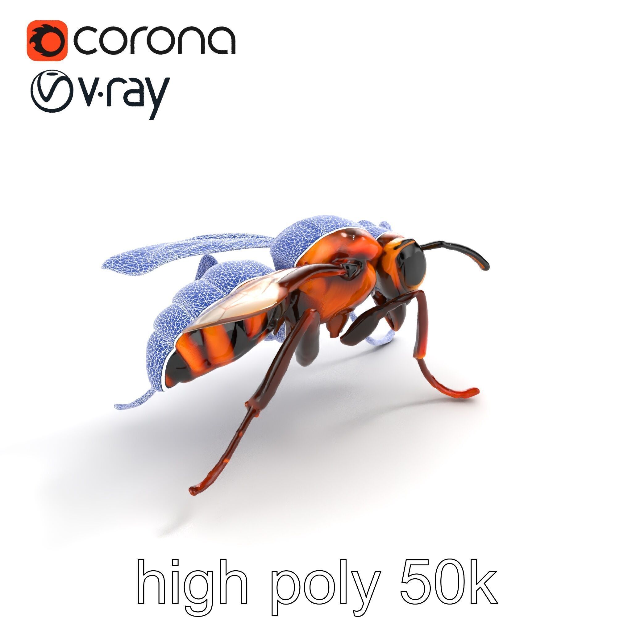 Detailed Hornet Species 3D Model Pack Low-poly 3D model_13