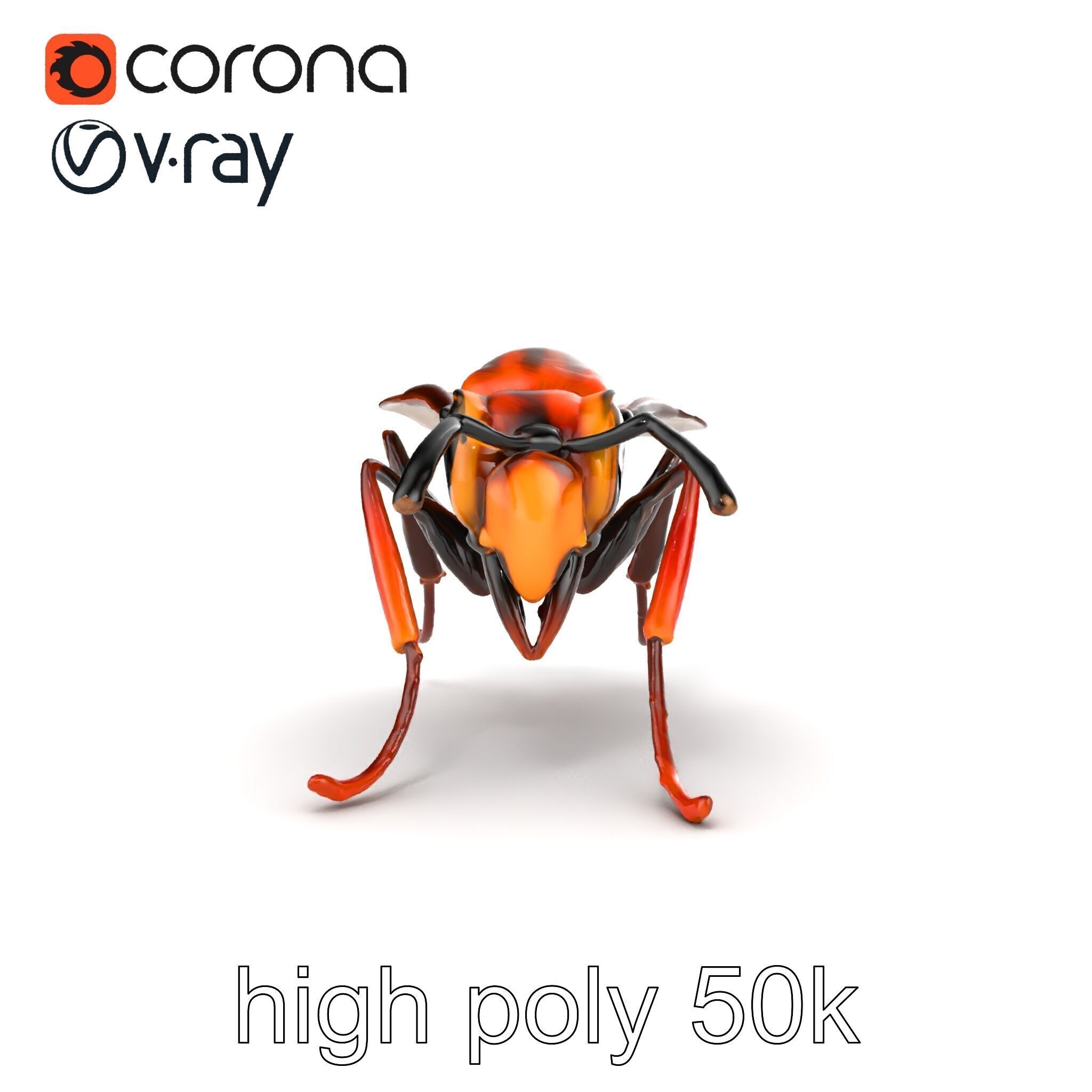 Detailed Hornet Species 3D Model Pack Low-poly 3D model_23