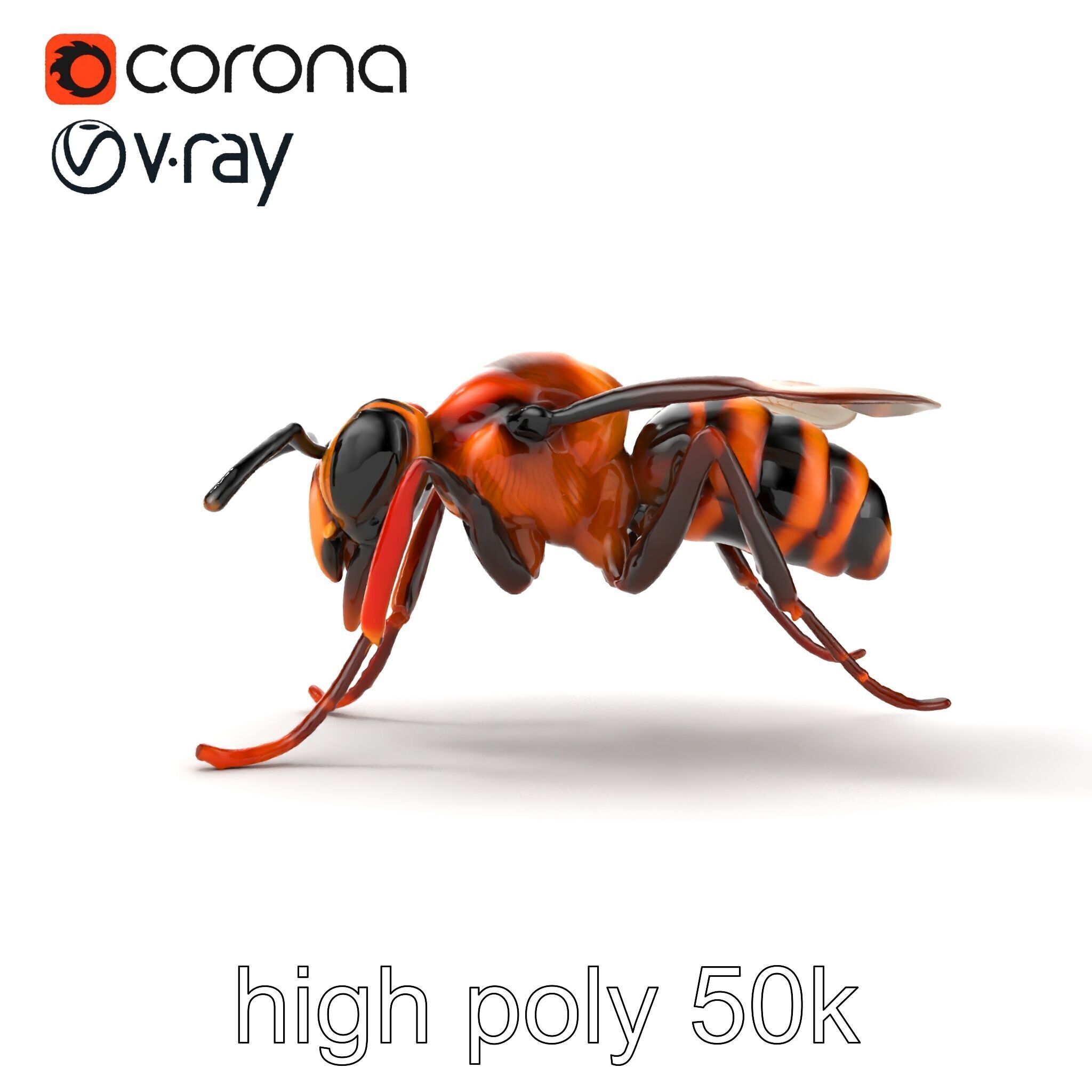 Detailed Hornet Species 3D Model Pack Low-poly 3D model_25