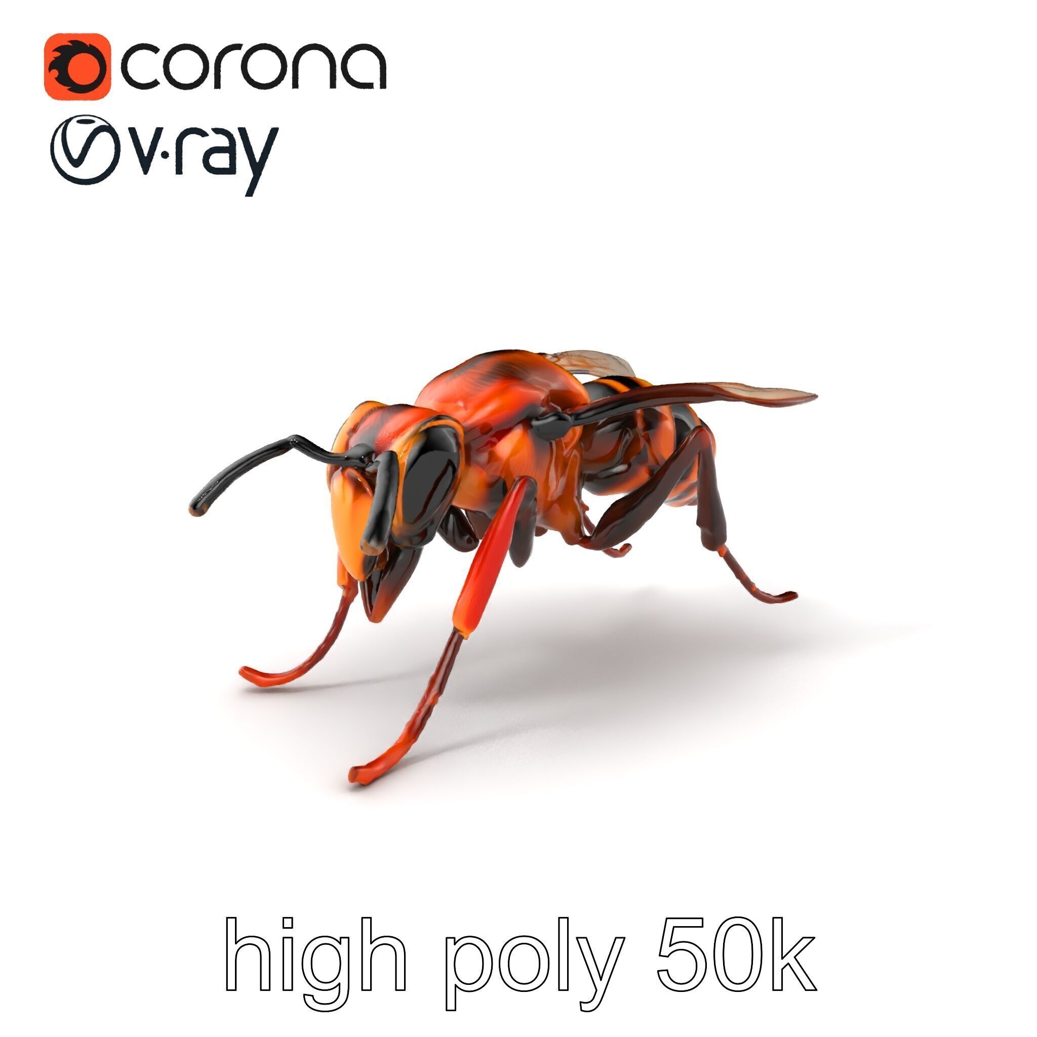 Detailed Hornet Species 3D Model Pack Low-poly 3D model_2