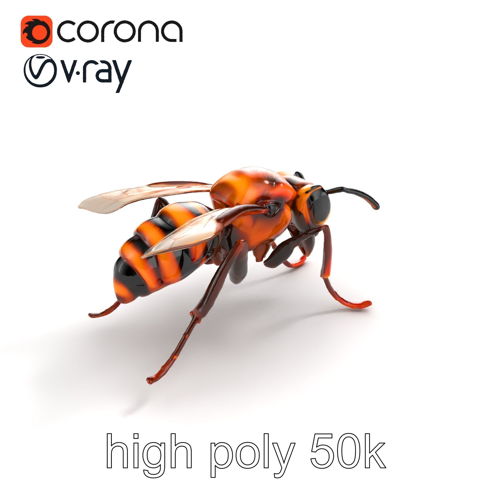 Detailed Hornet Species 3D Model Pack Low-poly 3D model_9
