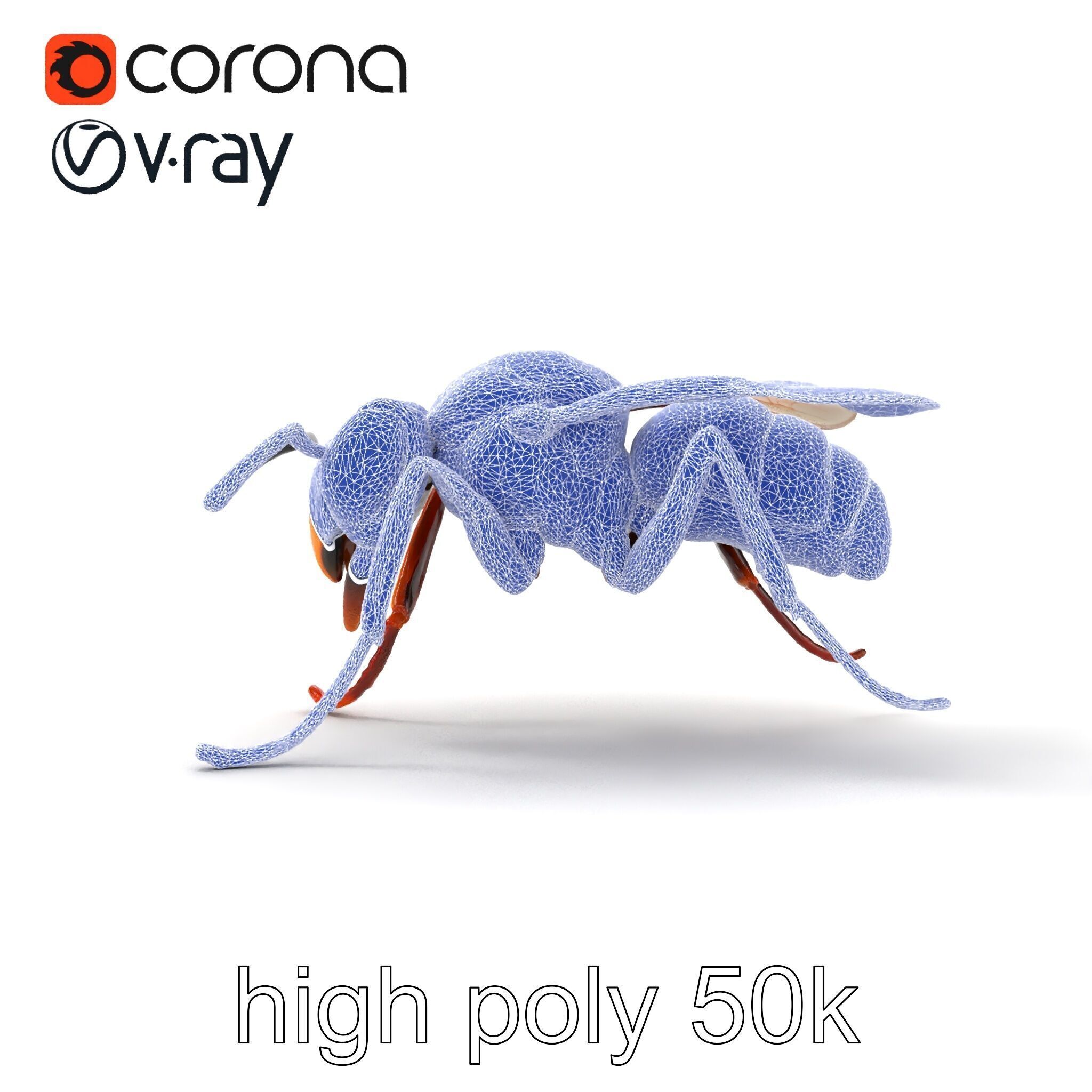 Detailed Hornet Species 3D Model Pack Low-poly 3D model_28