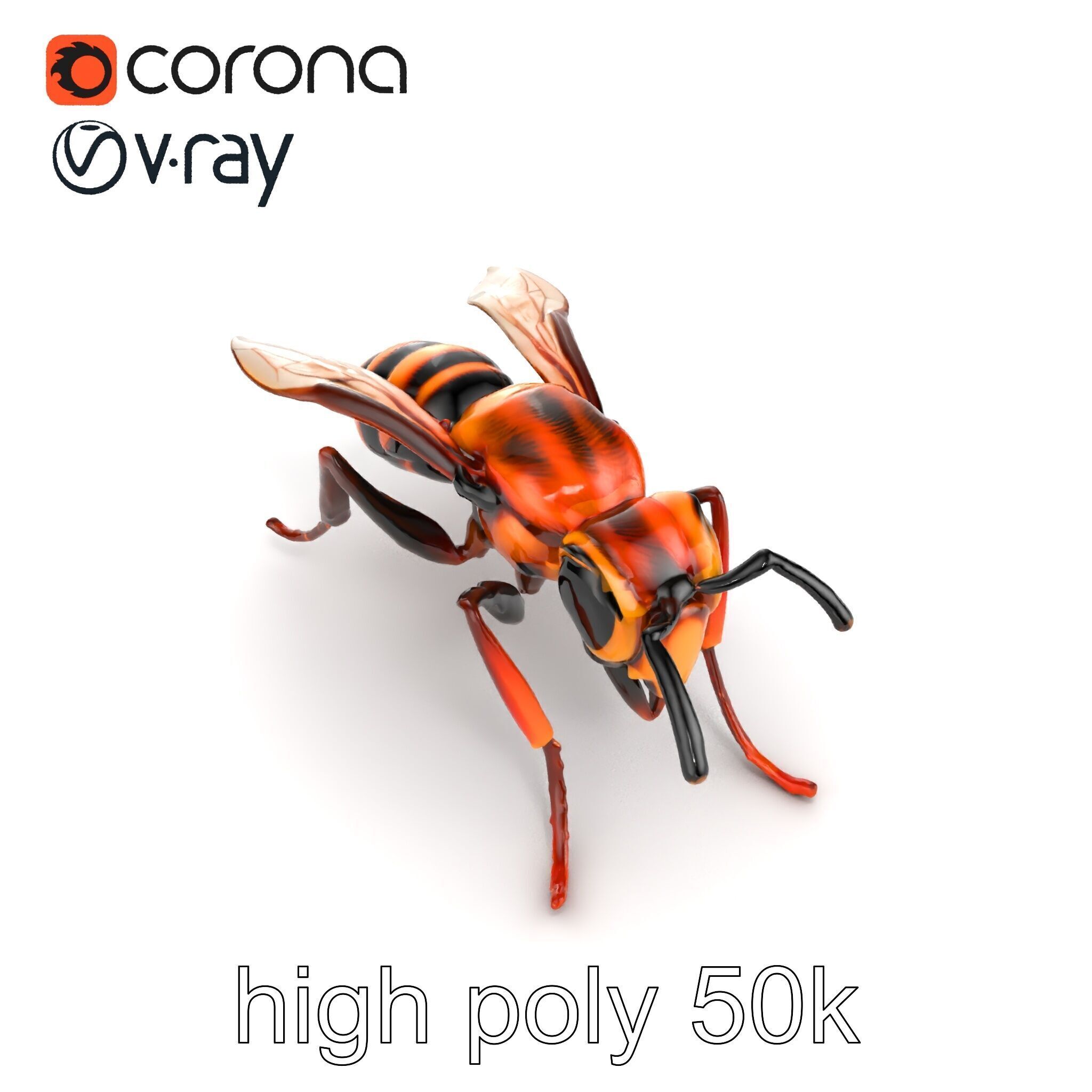 Detailed Hornet Species 3D Model Pack Low-poly 3D model_16