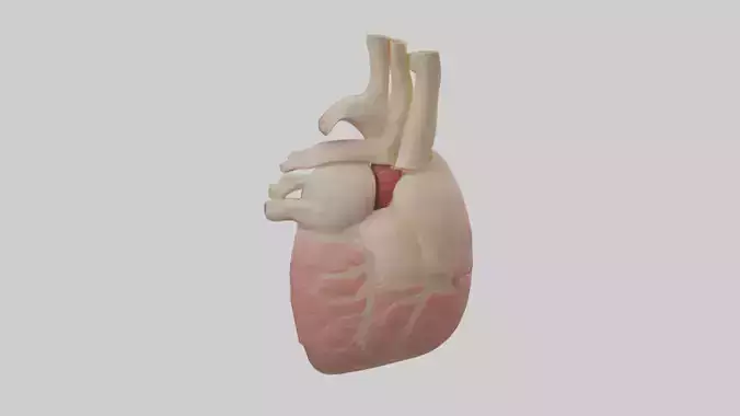 Human Pericardium Model Low-poly 3D model