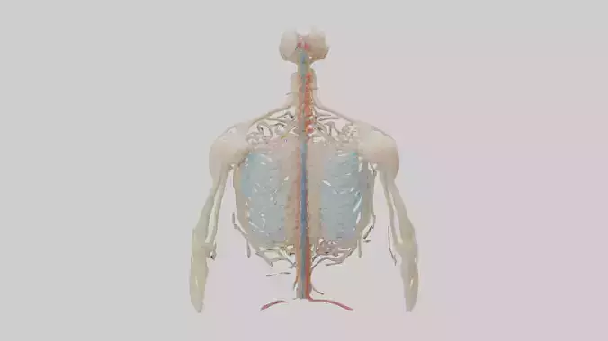 Human Peripheral Nervous System Model