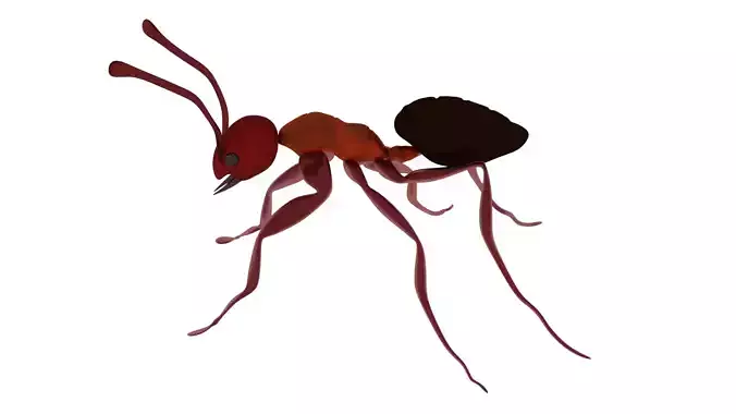 Ant Red