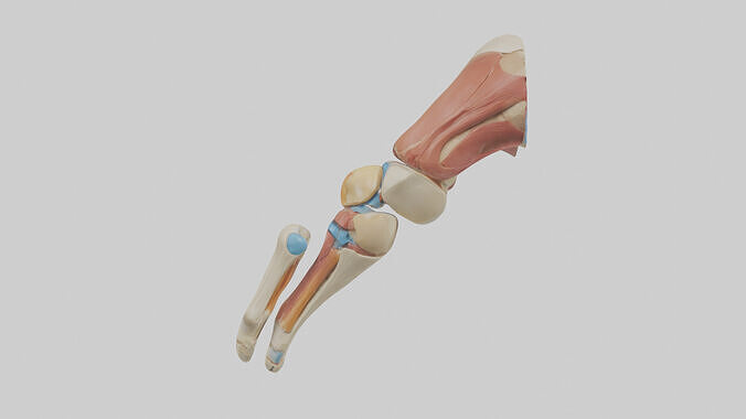 Human Posterior Cruciate Ligament Model Low-poly 3D model