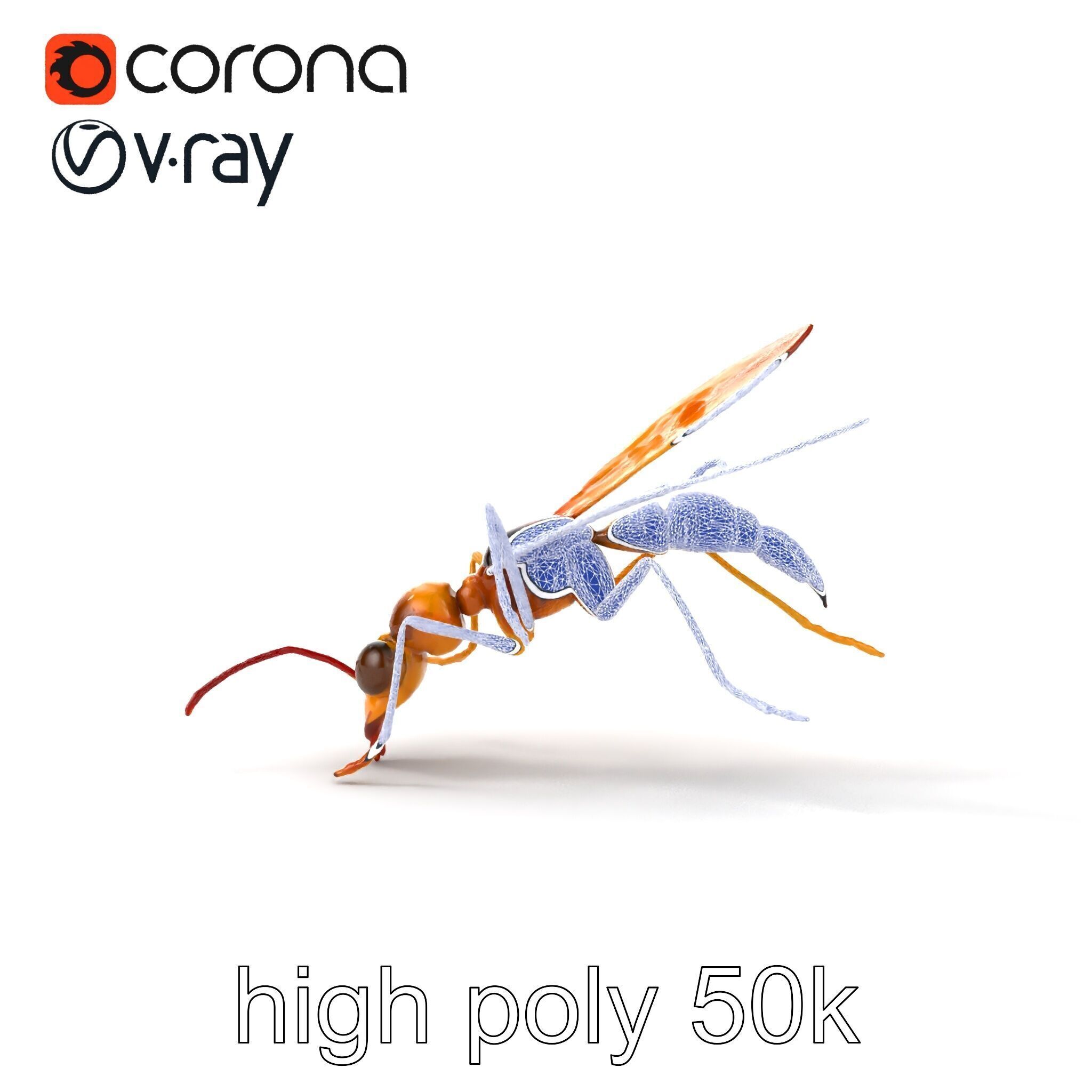 Ichneumon Wasp Anatomical Precision 3D Model Pack Low-poly 3D model_31