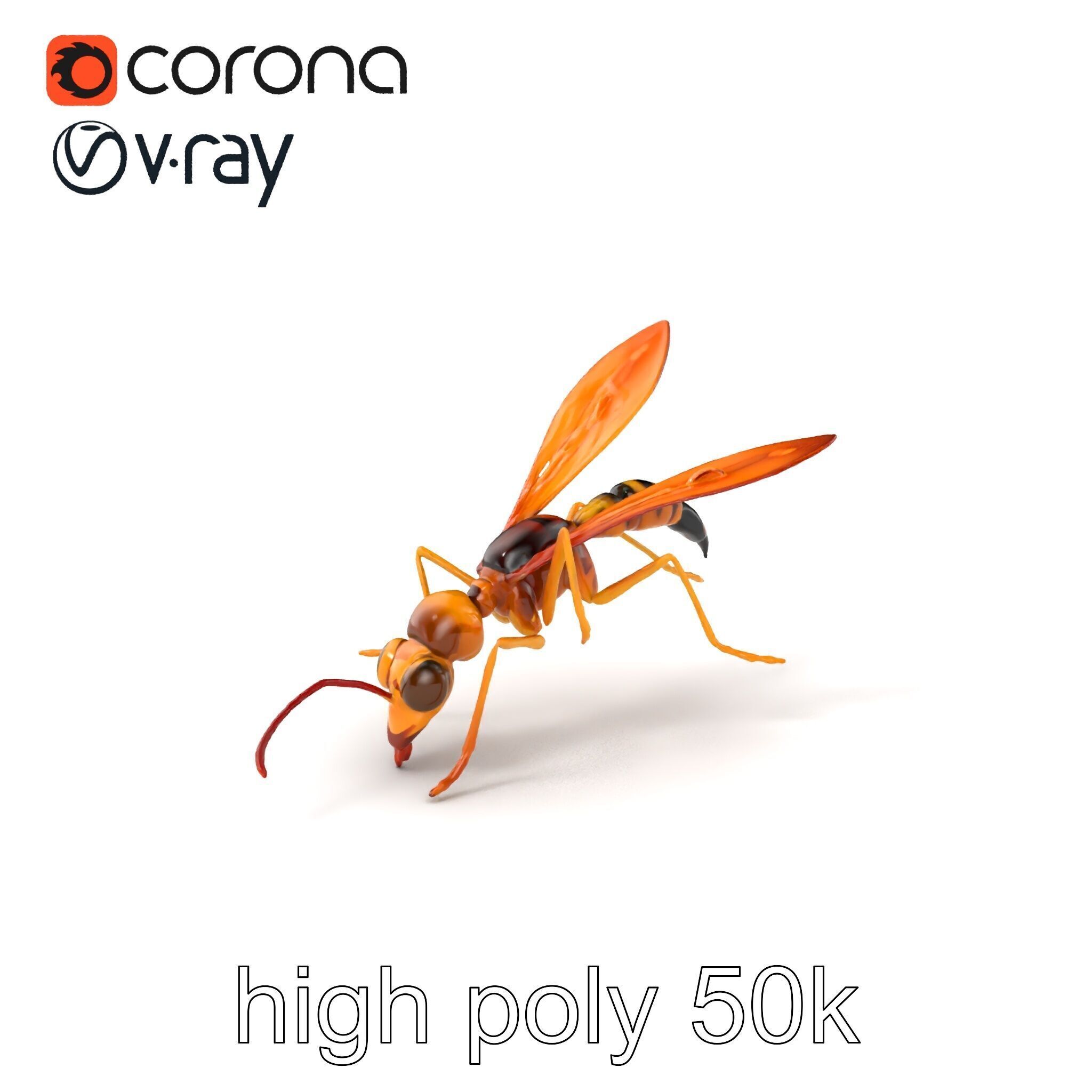 Ichneumon Wasp Anatomical Precision 3D Model Pack Low-poly 3D model_2