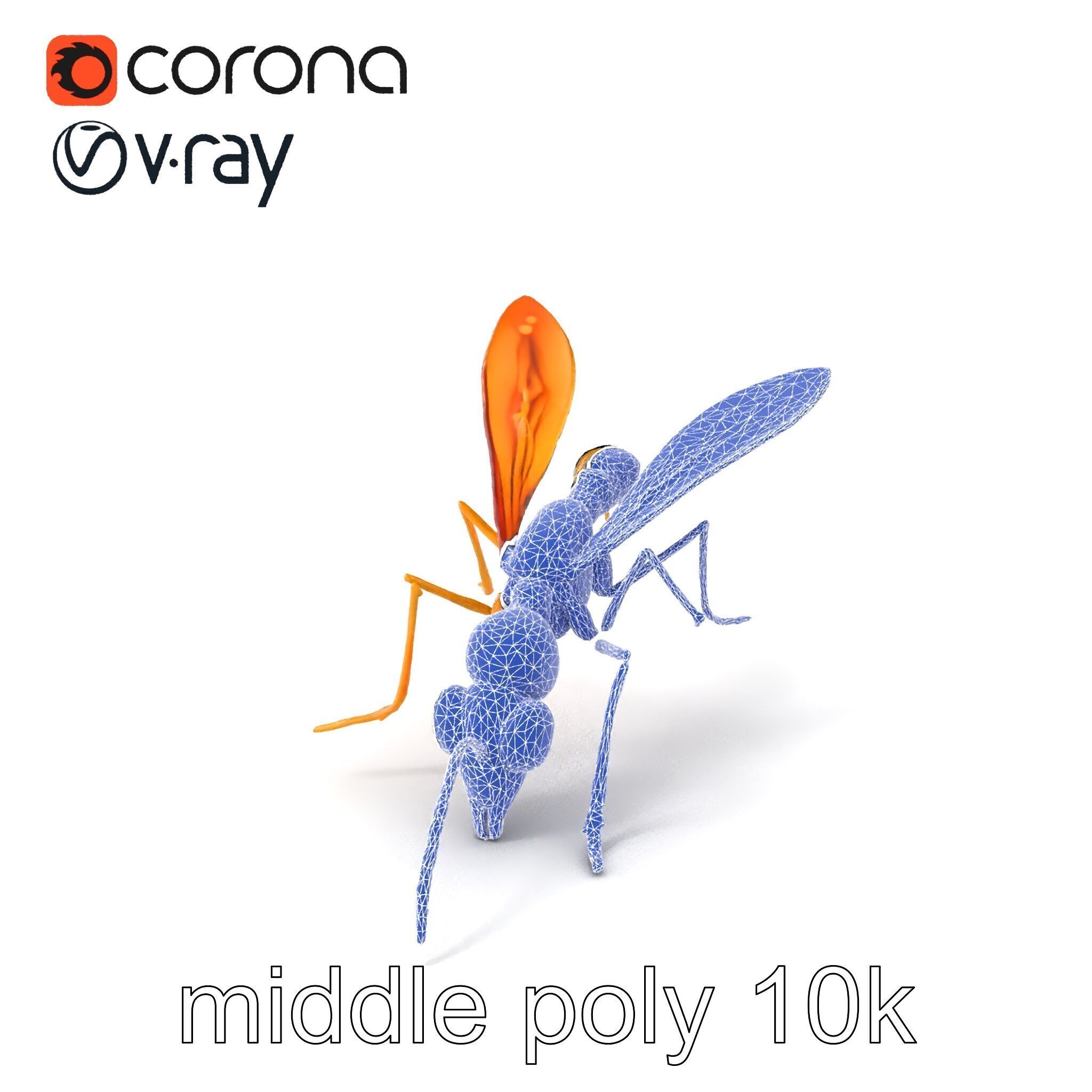 Ichneumon Wasp Anatomical Precision 3D Model Pack Low-poly 3D model_6