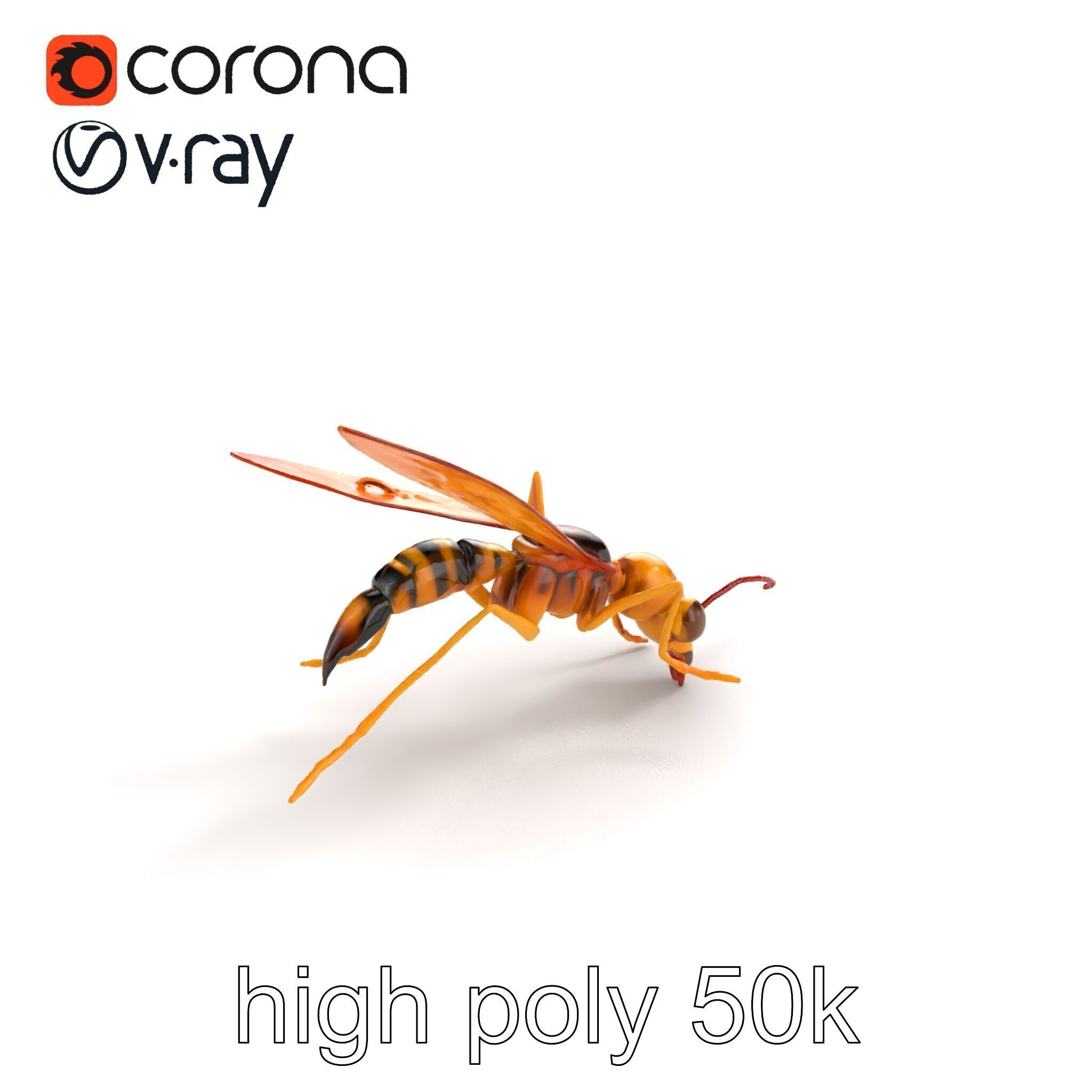 Ichneumon Wasp Anatomical Precision 3D Model Pack Low-poly 3D model_20