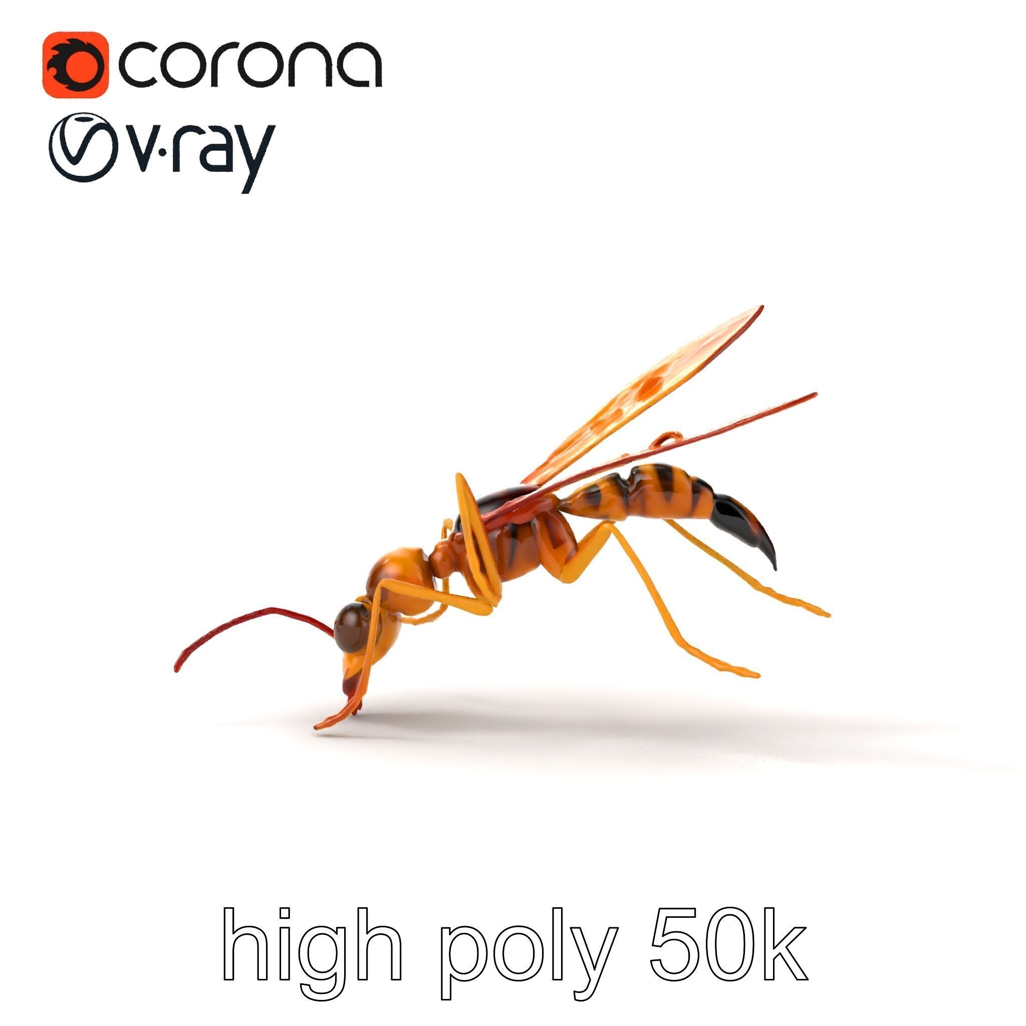 Ichneumon Wasp Anatomical Precision 3D Model Pack Low-poly 3D model_26
