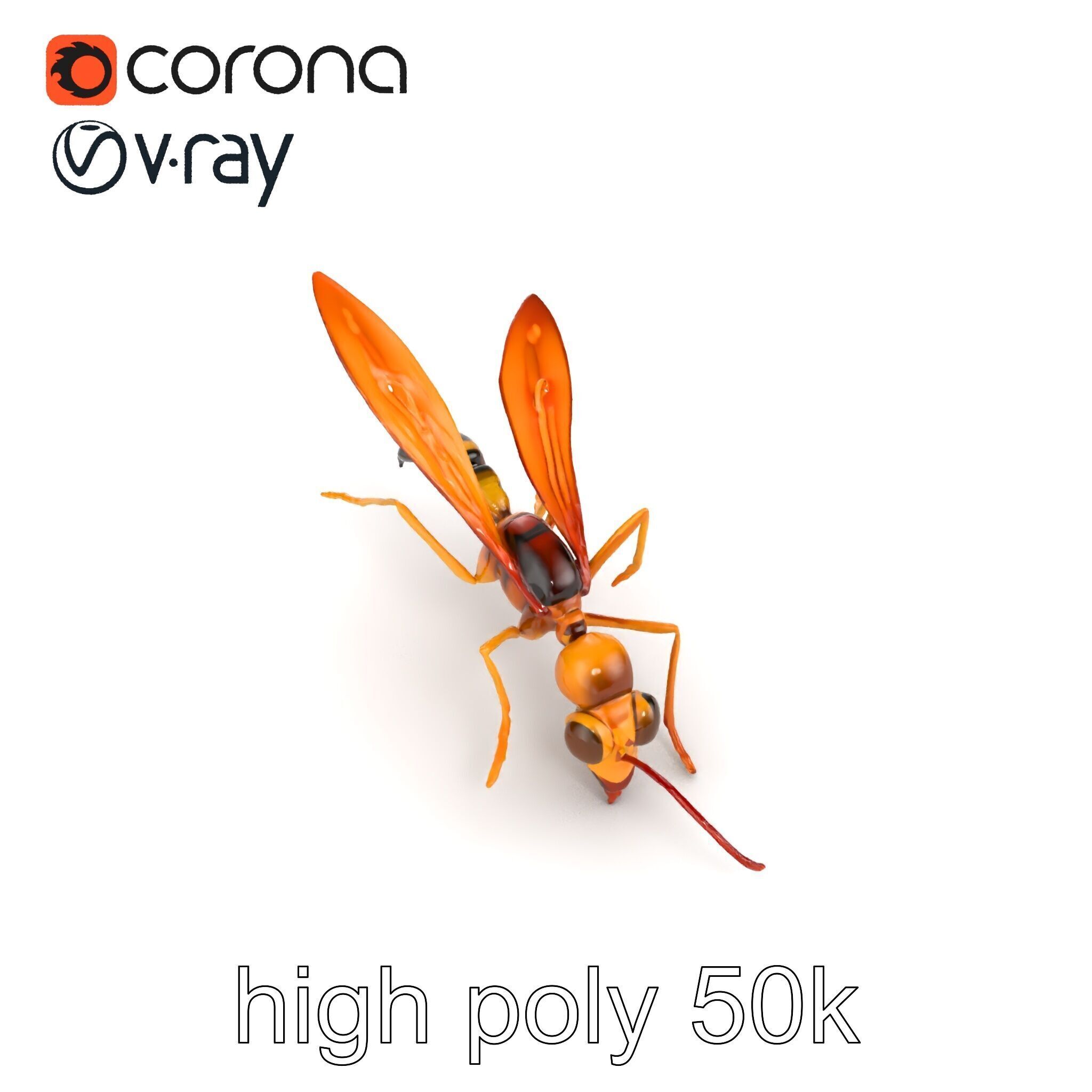 Ichneumon Wasp Anatomical Precision 3D Model Pack Low-poly 3D model_30