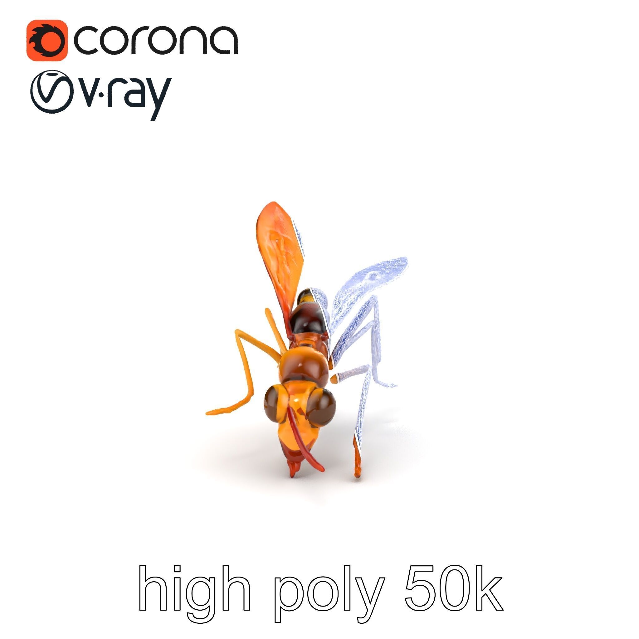 Ichneumon Wasp Anatomical Precision 3D Model Pack Low-poly 3D model_13