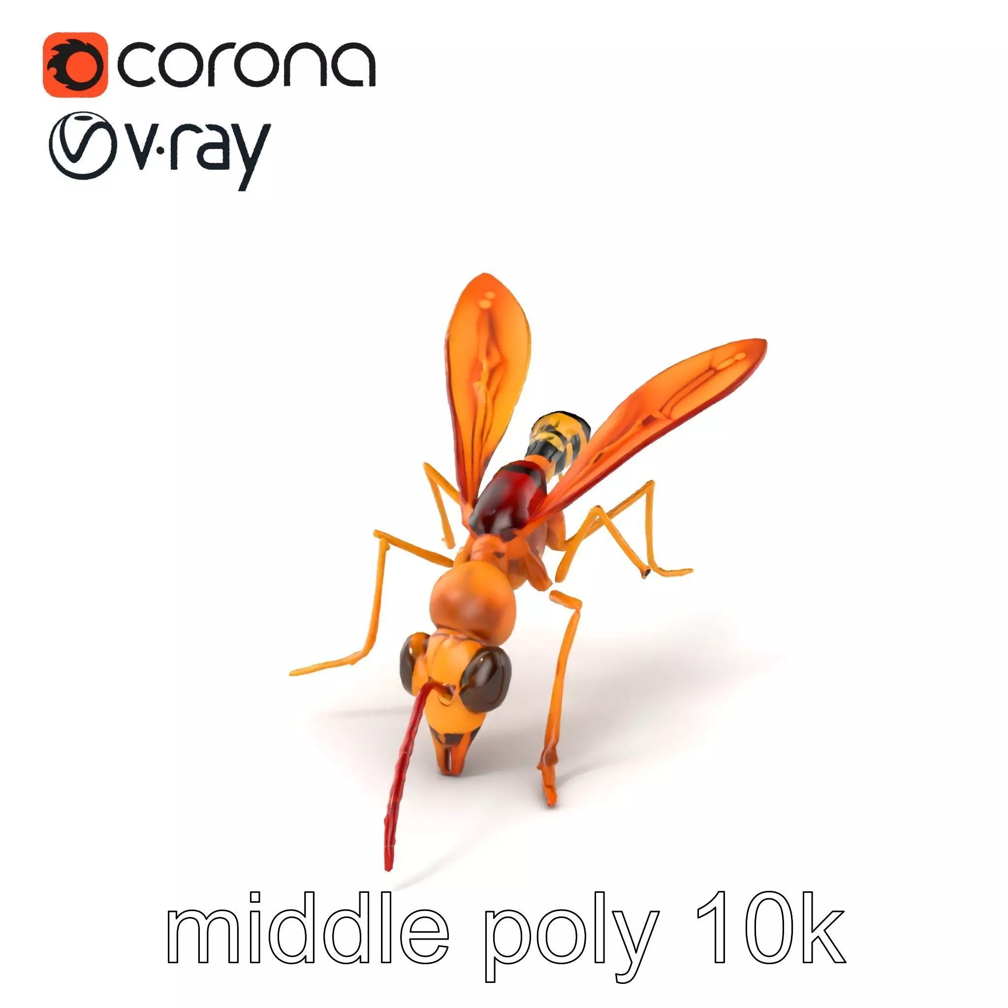 Ichneumon Wasp Anatomical Precision 3D Model Pack Low-poly 3D model_0