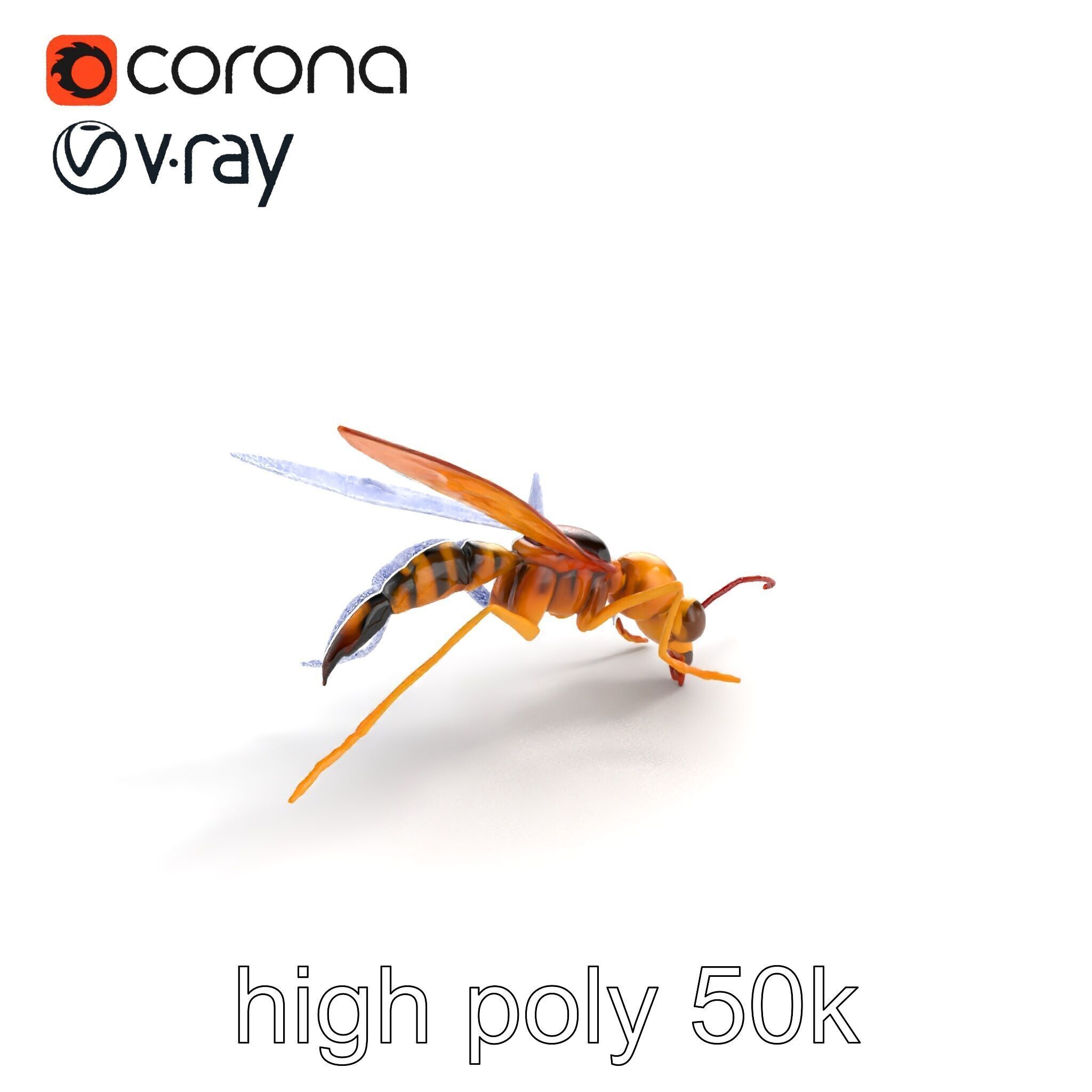 Ichneumon Wasp Anatomical Precision 3D Model Pack Low-poly 3D model_24