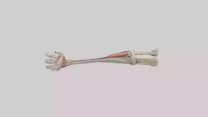 Human Radius and Ulna Model