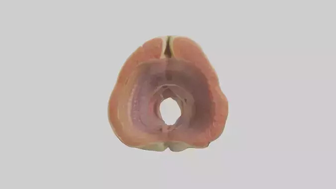 Human Rectum Model Low-poly 3D model