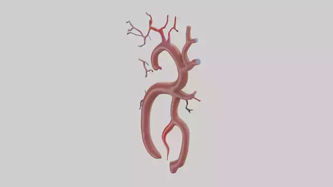 Human Renal Artery Model