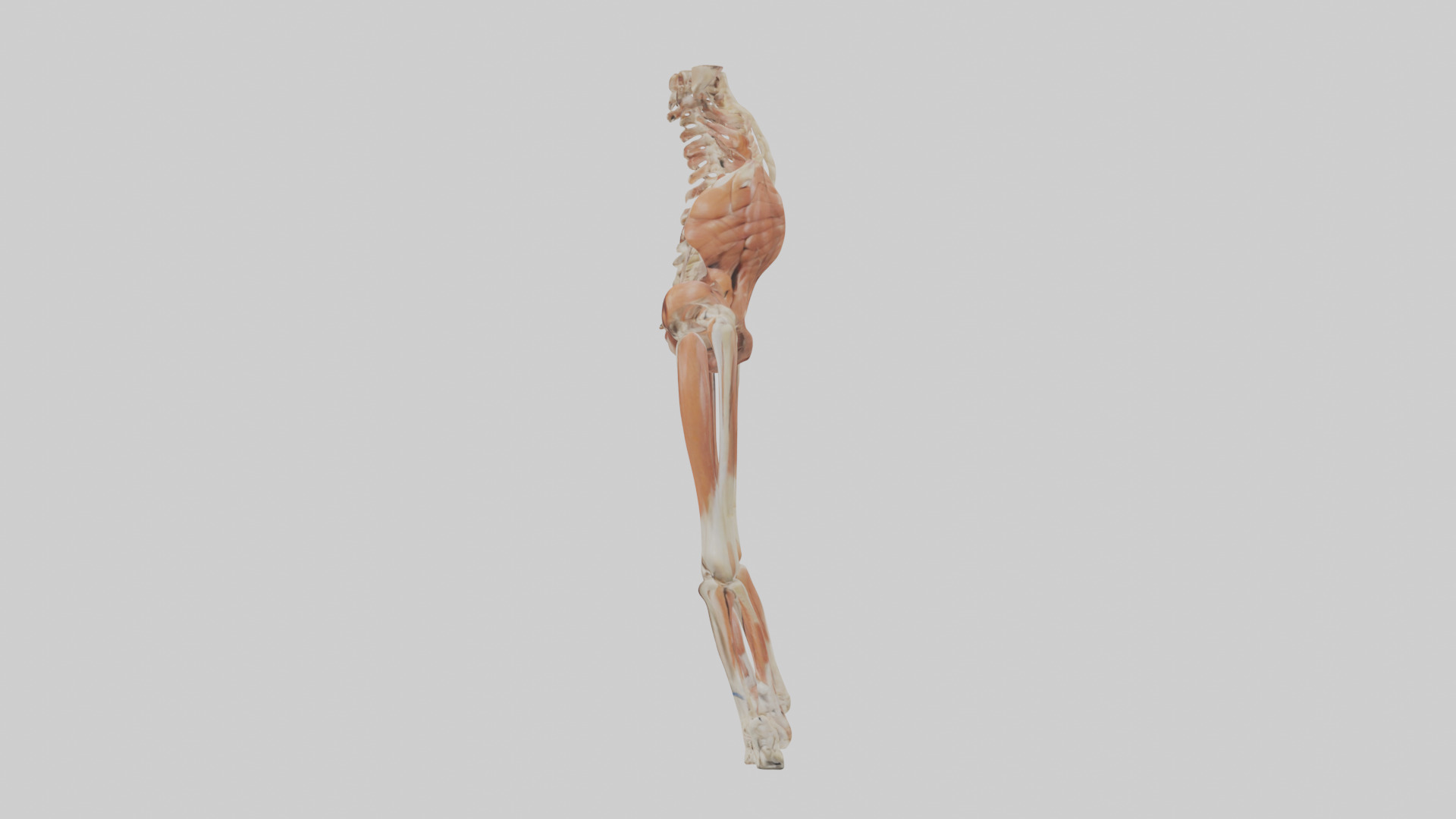 Human Sartorius Muscle Model Low-poly 3D model_12