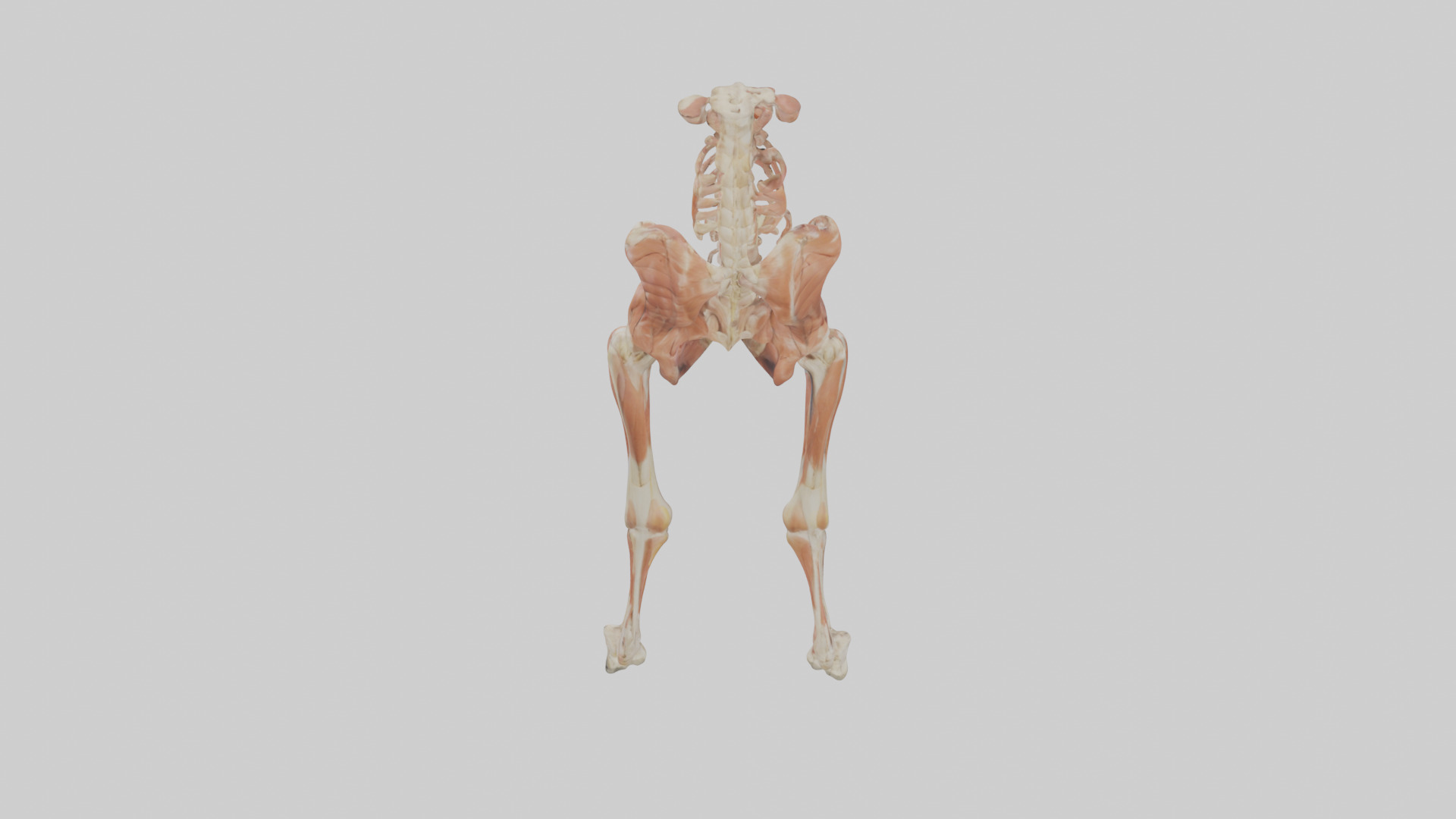 Human Sartorius Muscle Model Low-poly 3D model_15