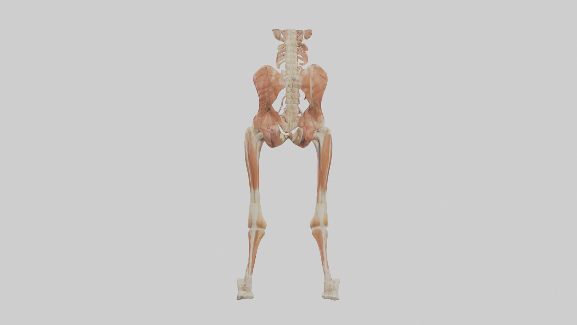 Human Sartorius Muscle Model Low-poly 3D model_2
