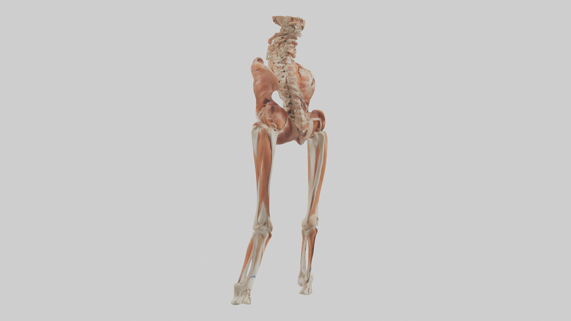 Human Sartorius Muscle Model Low-poly 3D model_11