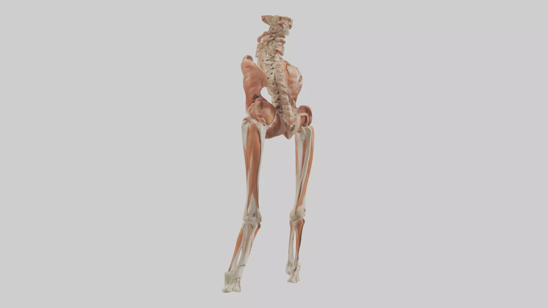 Human Sartorius Muscle Model Low-poly 3D model_0