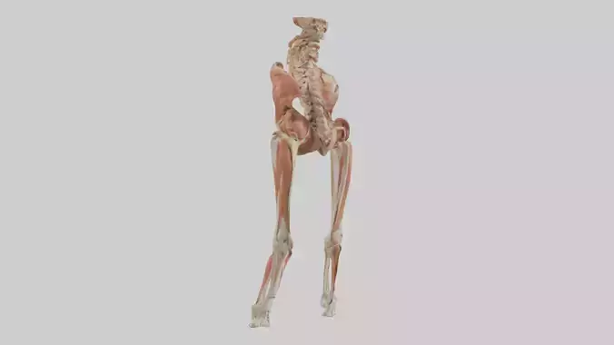 Human Sartorius Muscle Model