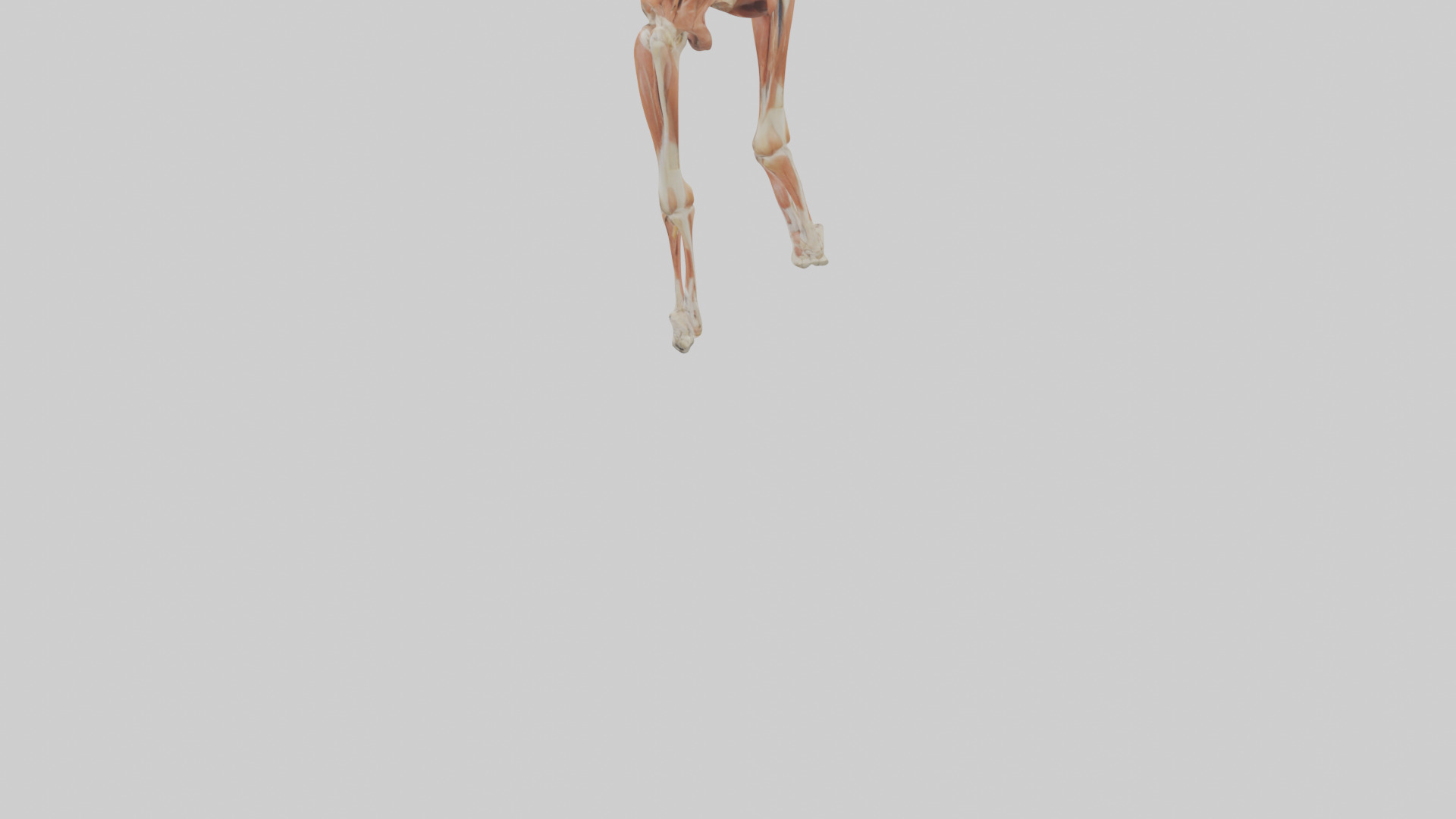 Human Sartorius Muscle Model Low-poly 3D model_5