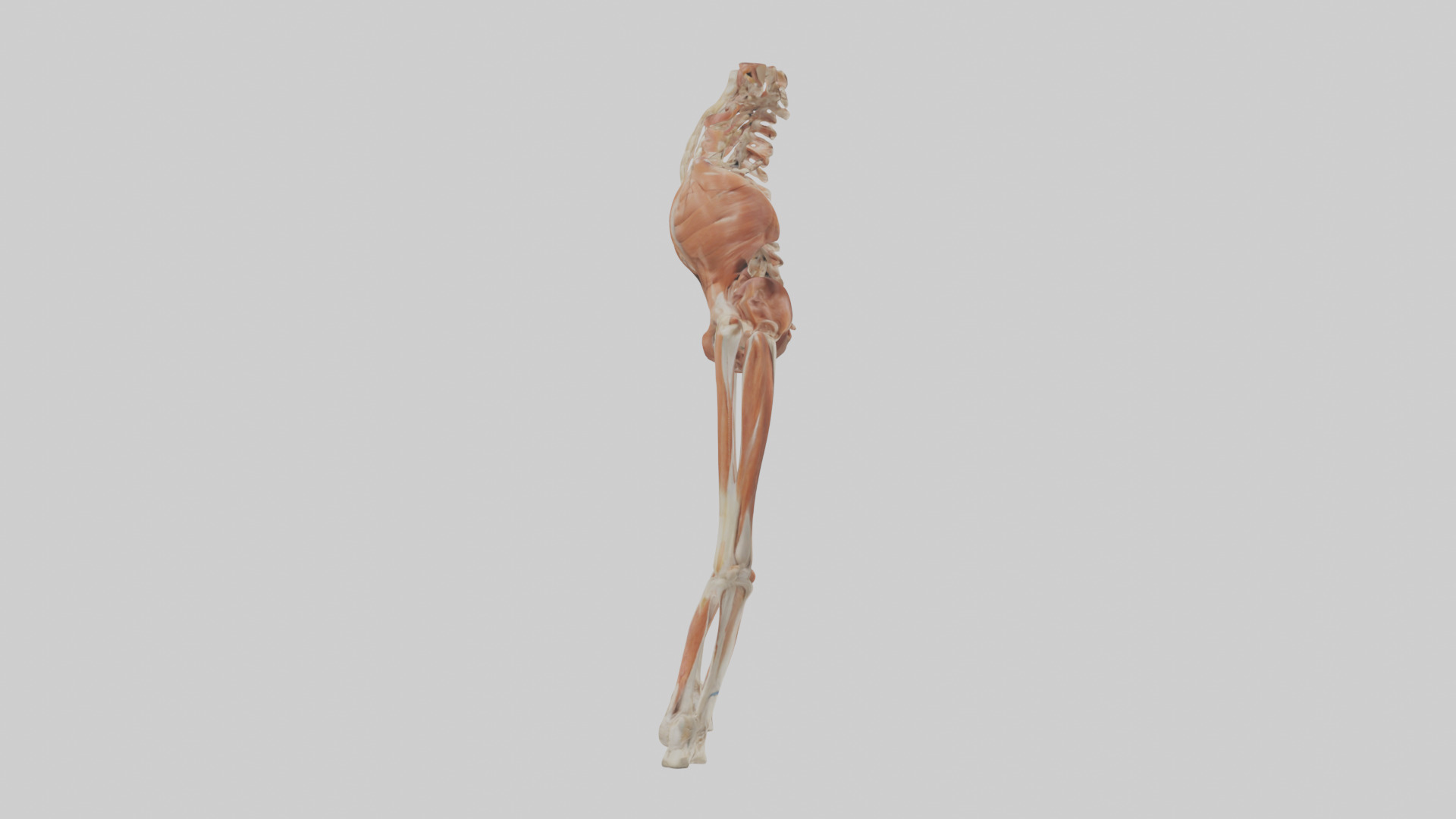 Human Sartorius Muscle Model Low-poly 3D model_13
