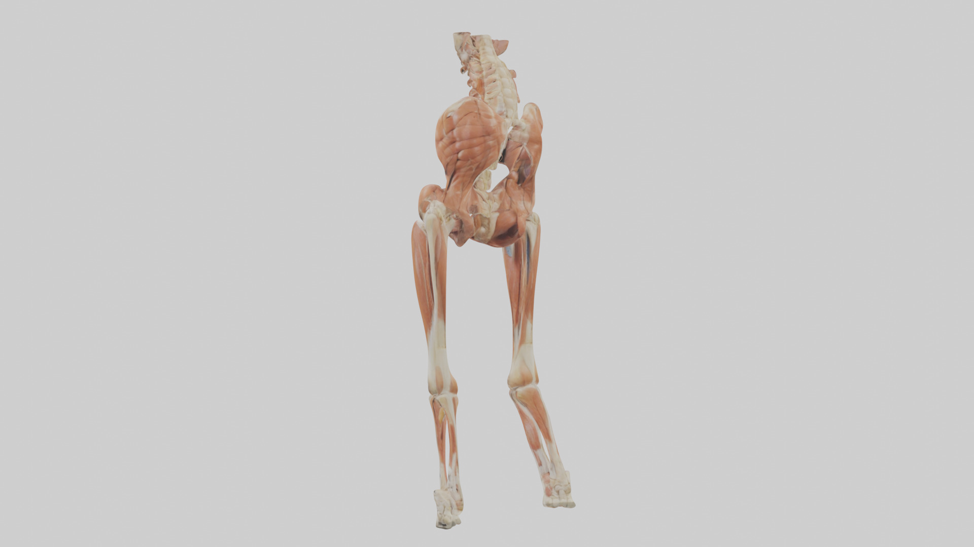 Human Sartorius Muscle Model Low-poly 3D model_3