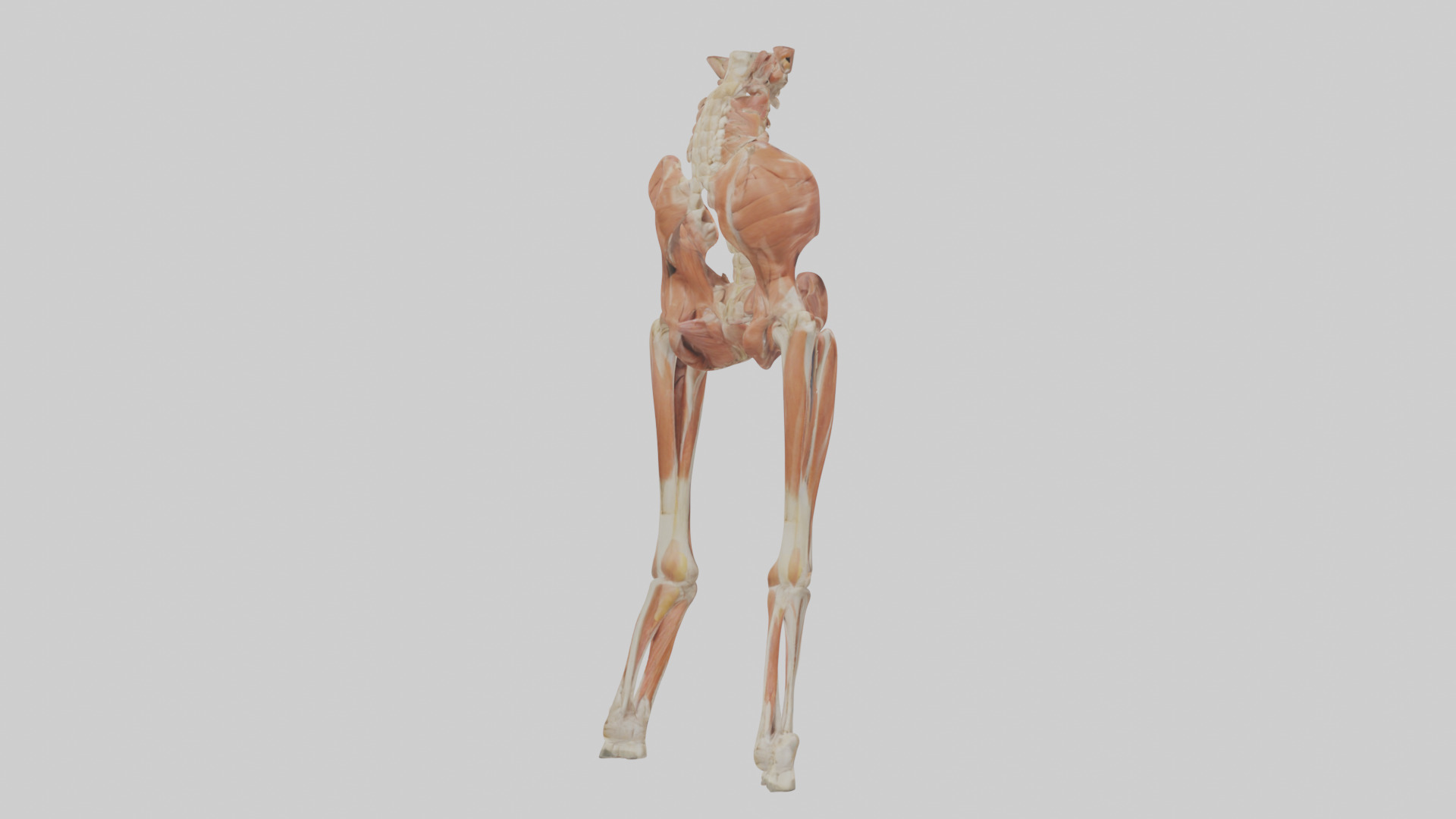 Human Sartorius Muscle Model Low-poly 3D model_4