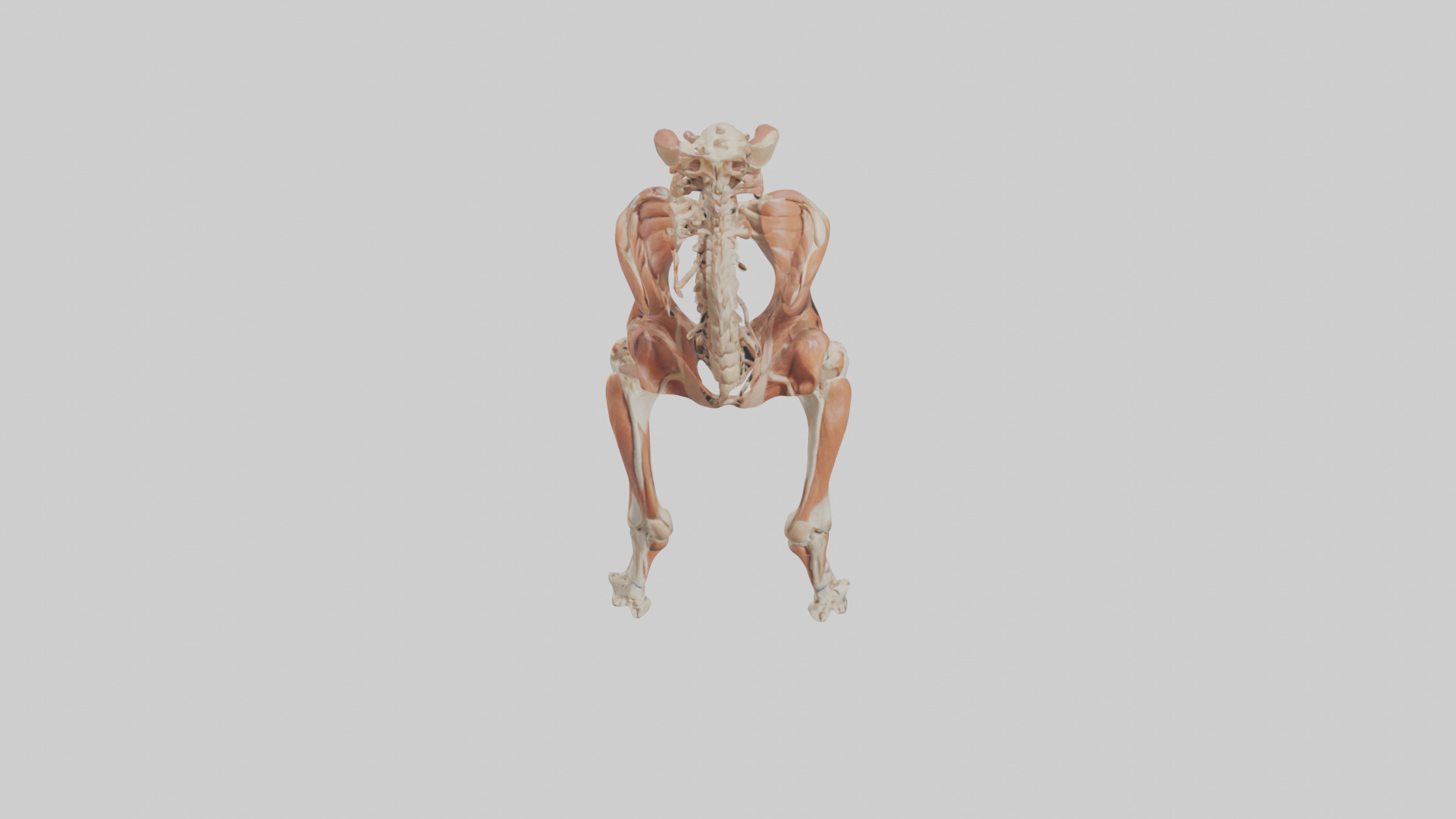 Human Sartorius Muscle Model Low-poly 3D model_16