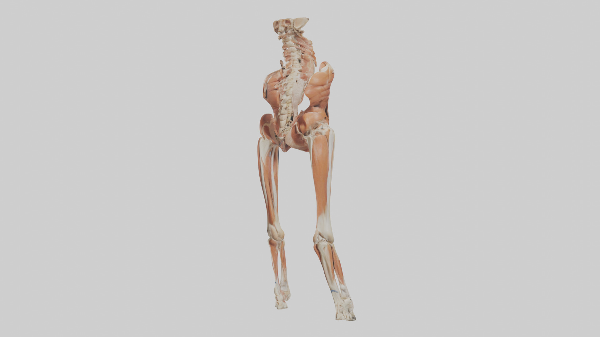 Human Sartorius Muscle Model Low-poly 3D model_10
