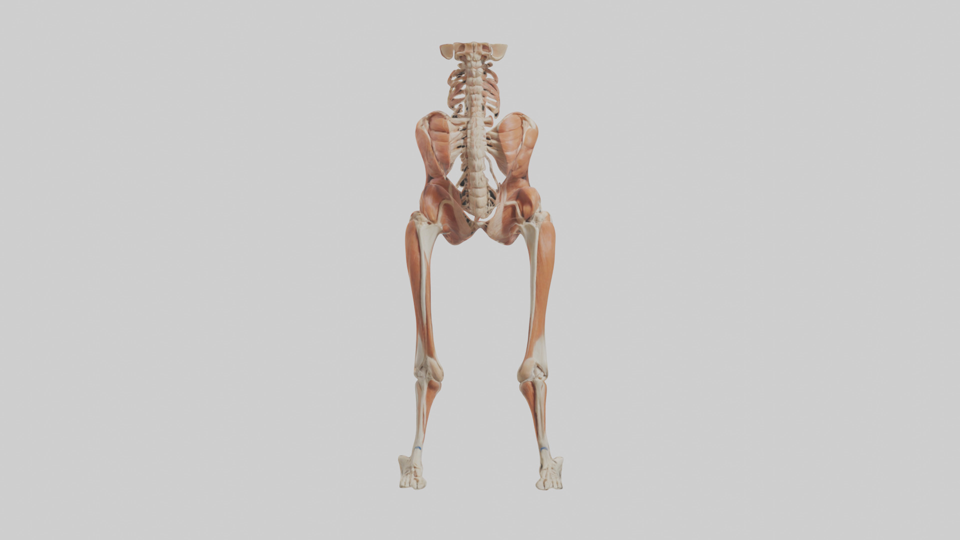 Human Sartorius Muscle Model Low-poly 3D model_1
